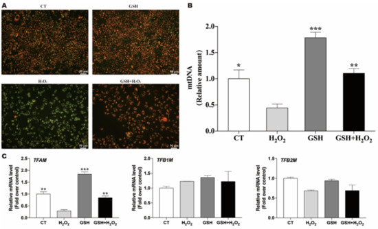 Exogenous Glutathione Protects IPEC-J2 Cells against Oxidative Stress  through a Mitochondrial Mechanism
