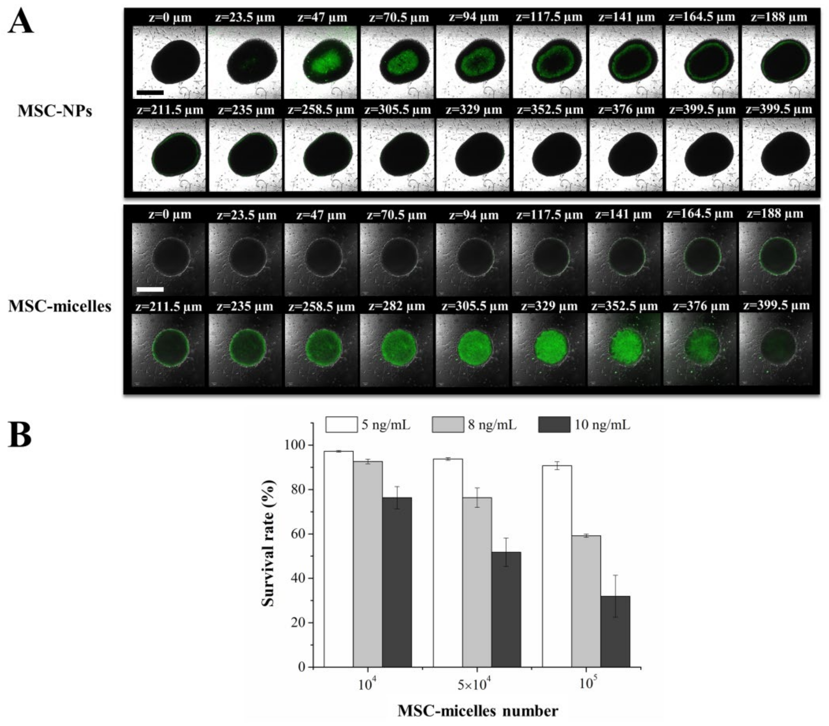 Molecules | Free Full-Text | Tumor Tropic Delivery of Hyaluronic 