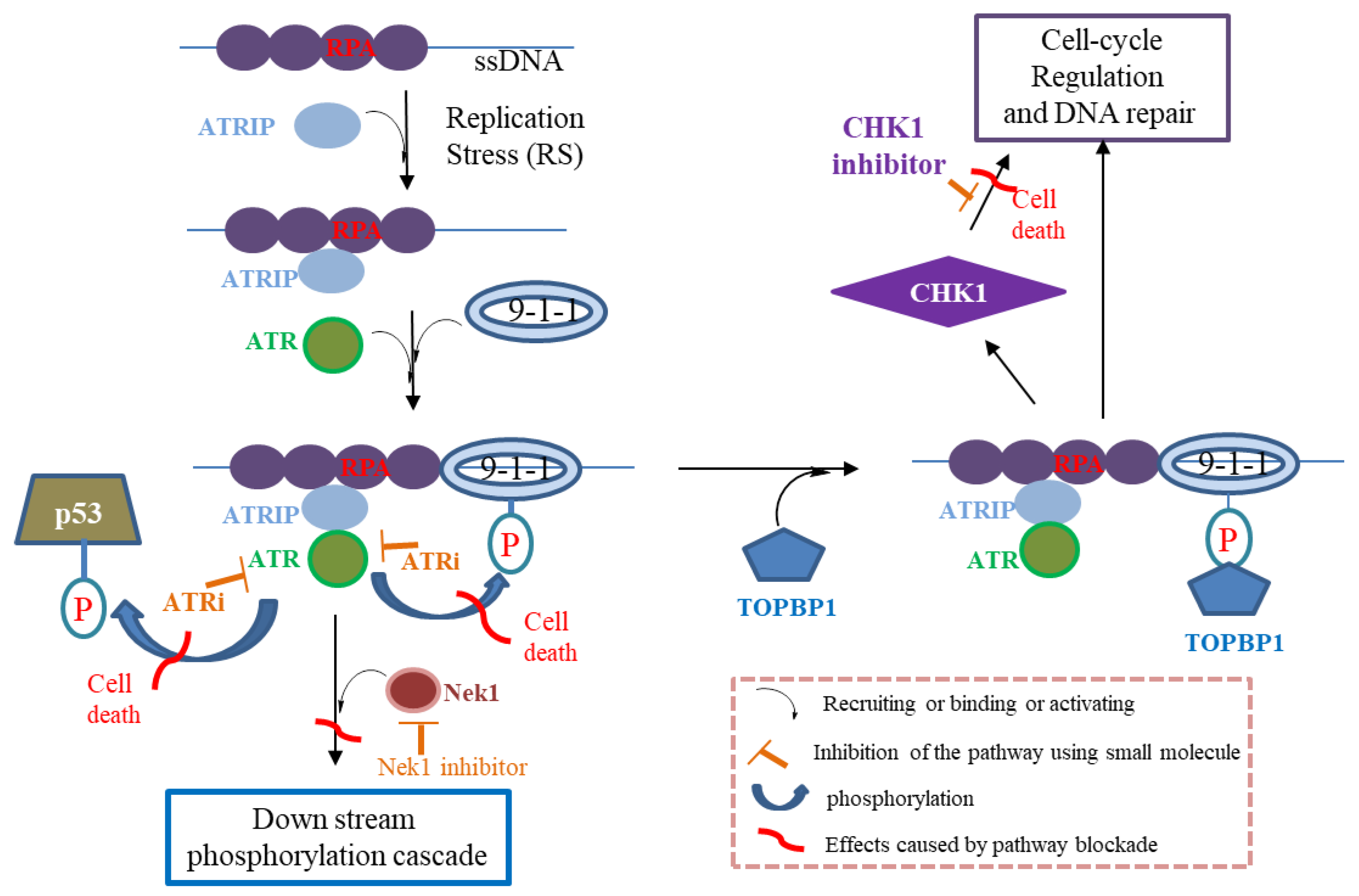 Molecules 27 02491 g001