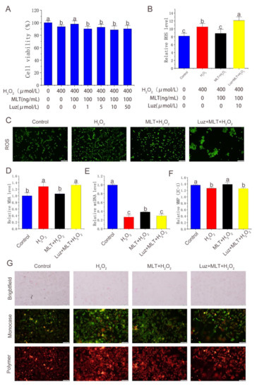 Exogenous Melatonin Activating Nuclear Factor E2-Related Factor 2 (Nrf2 ...