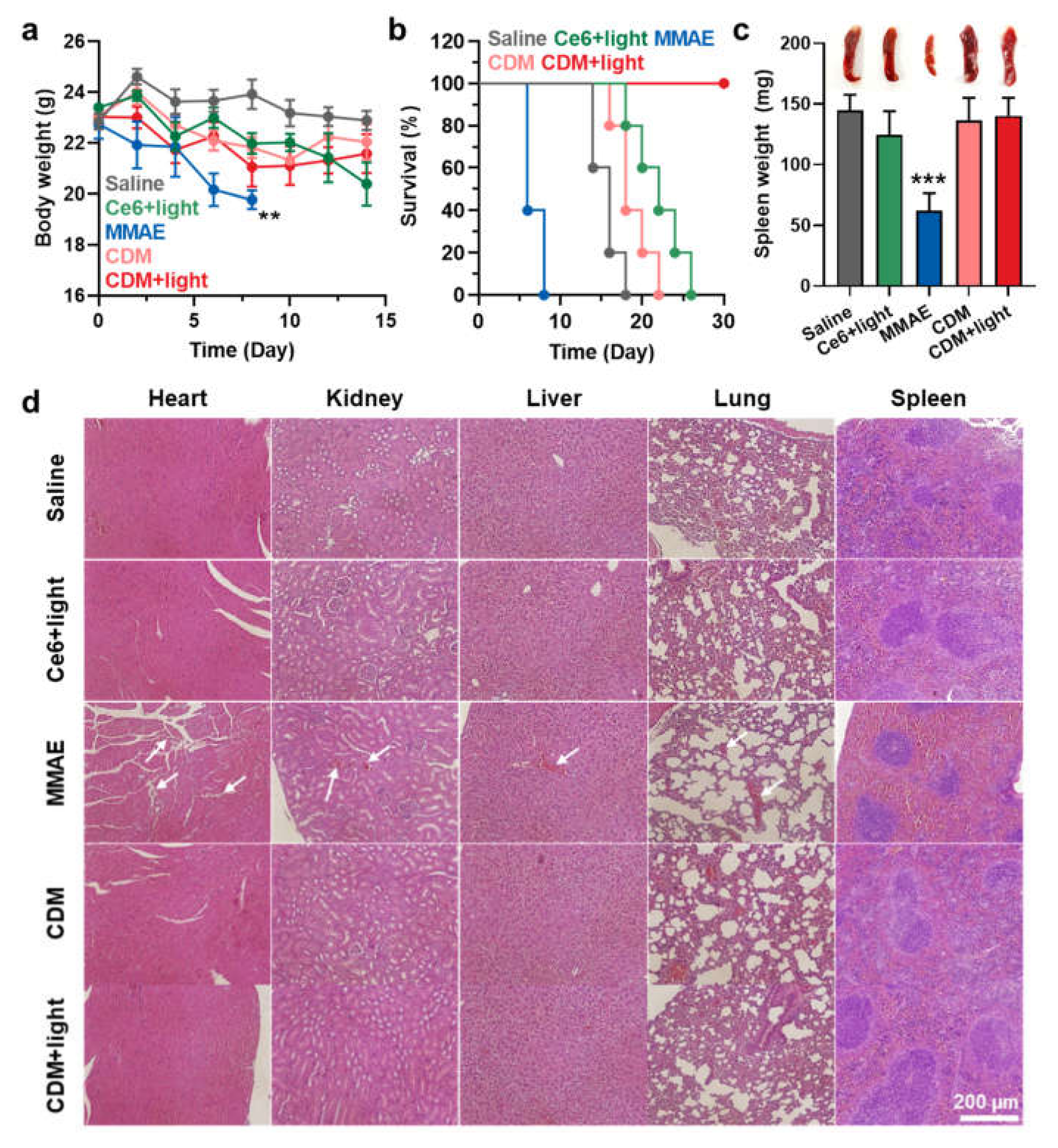 Molecules 27 02529 g005