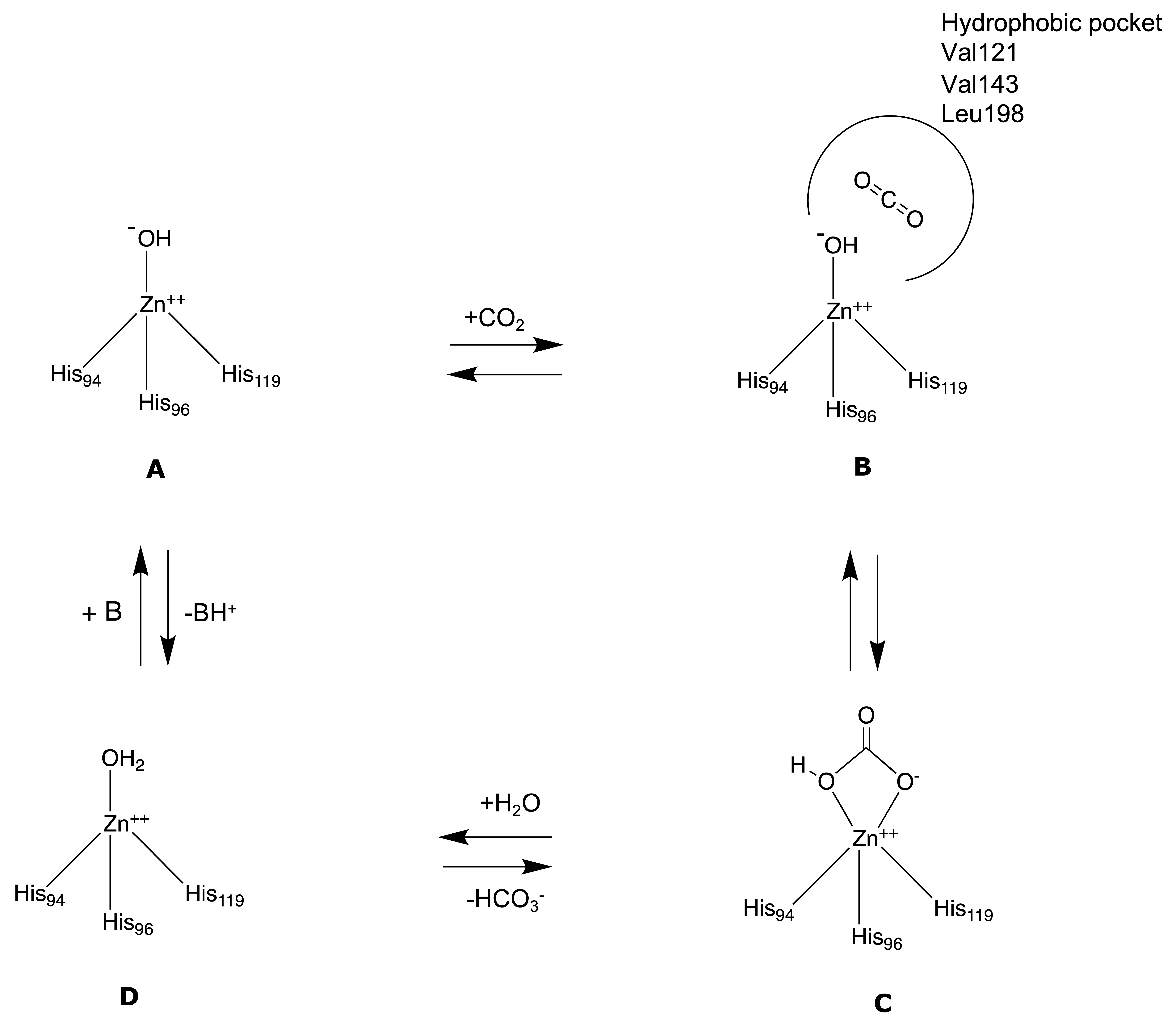 Molecules 27 02544 g003