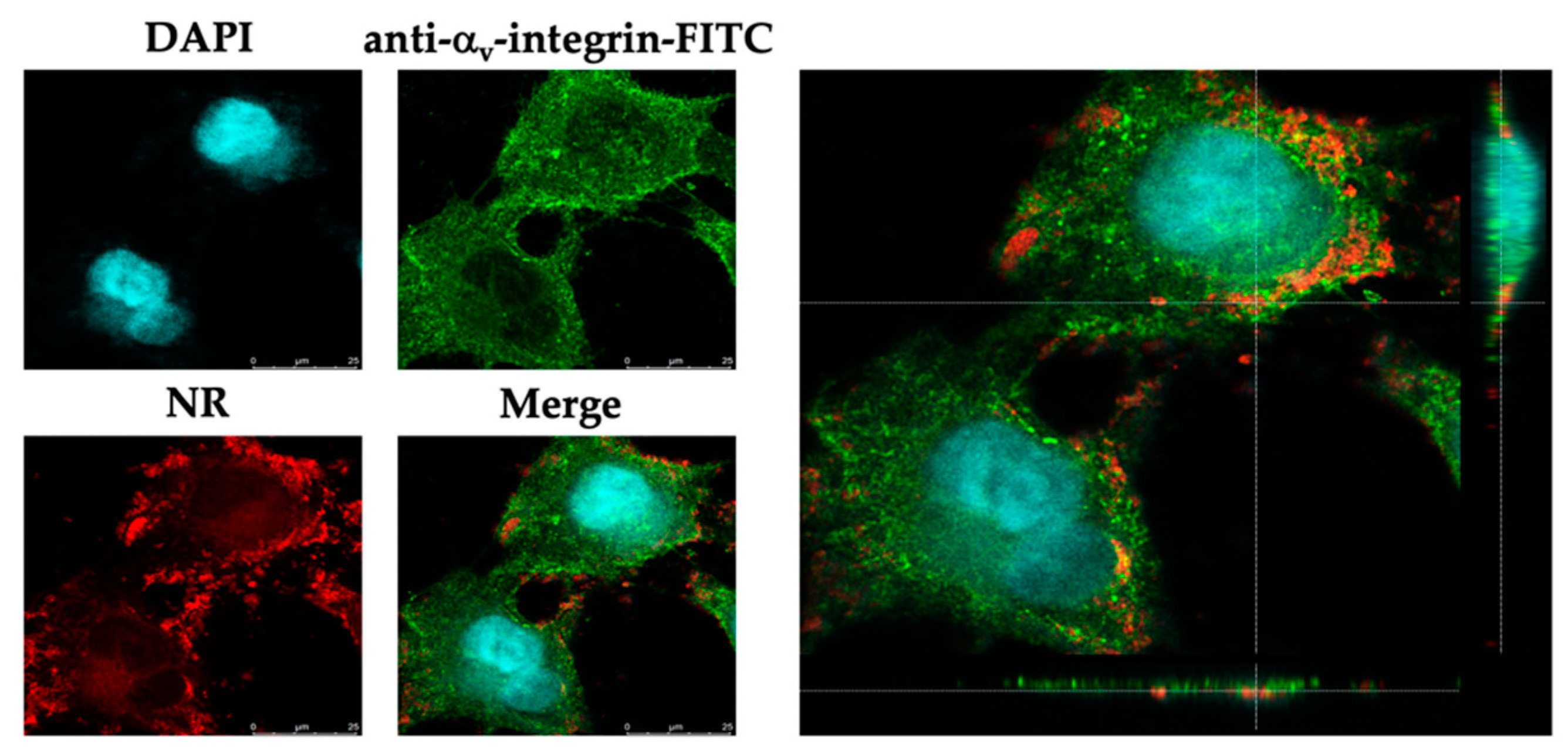 Molecules 27 02560 g004 550