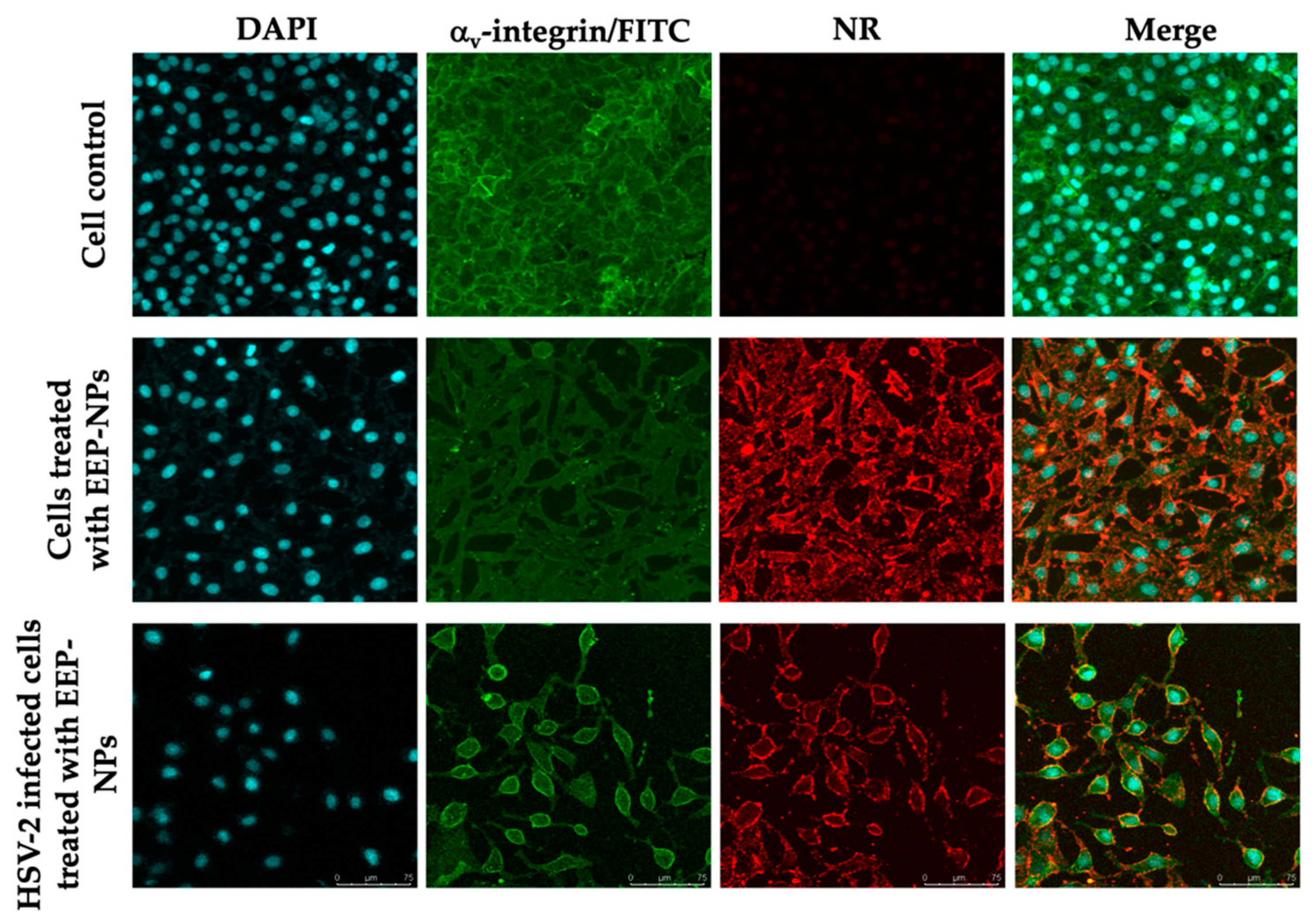 Molecules 27 02560 g006 550