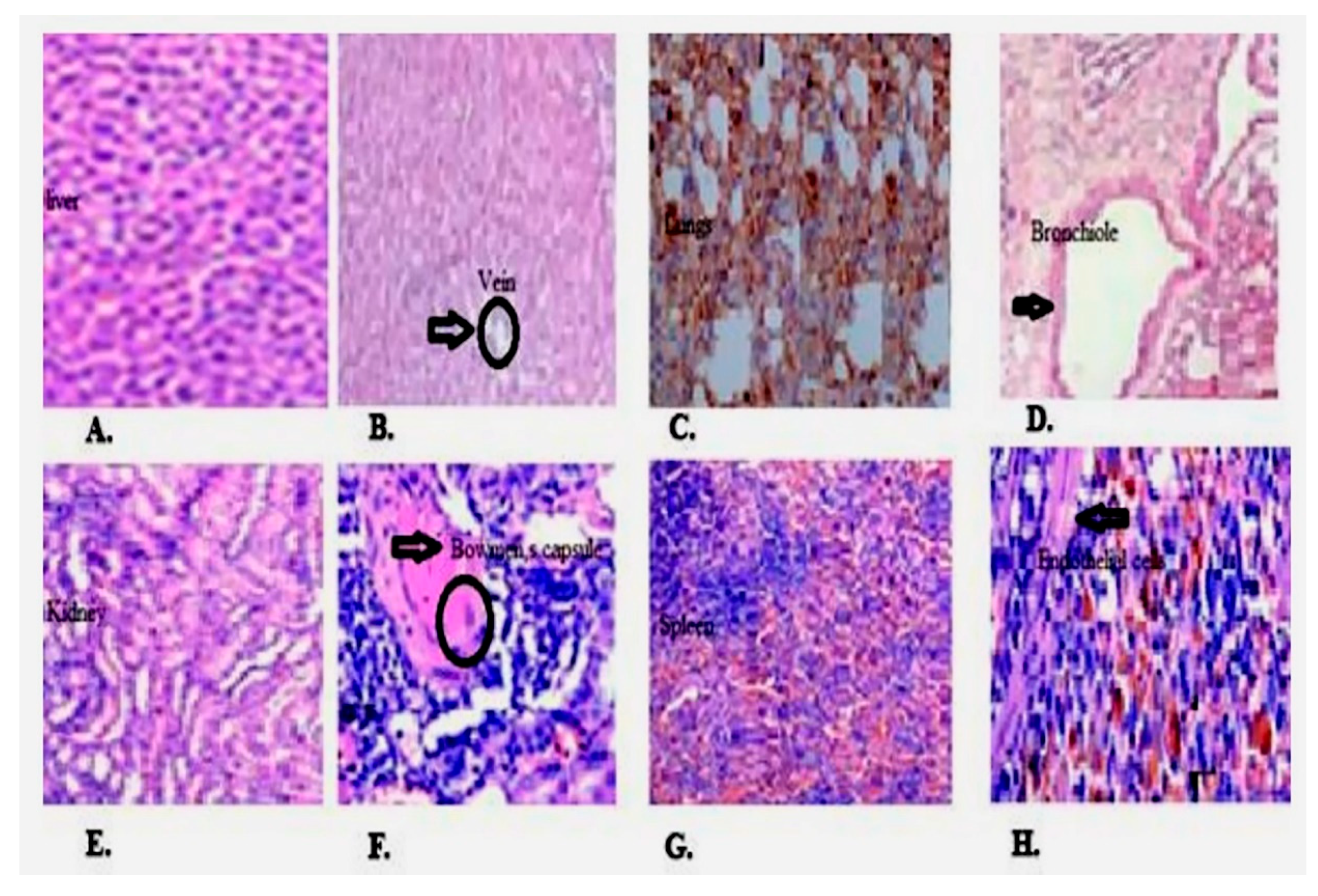 Molecules 27 02596 g005