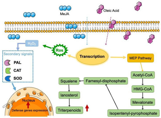 Effects of Compound Elicitors on the Biosynthesis of