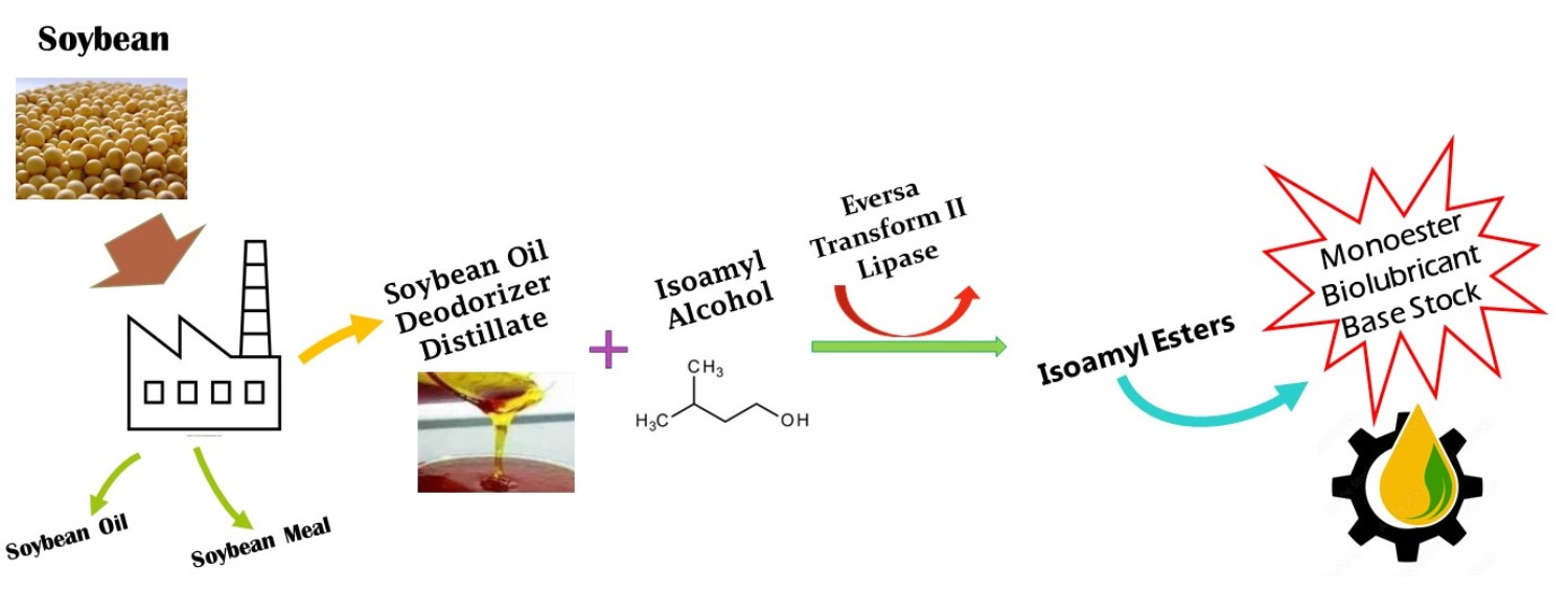 Molecules Free FullText Enzymatic Synthesis of Fatty Acid Isoamyl