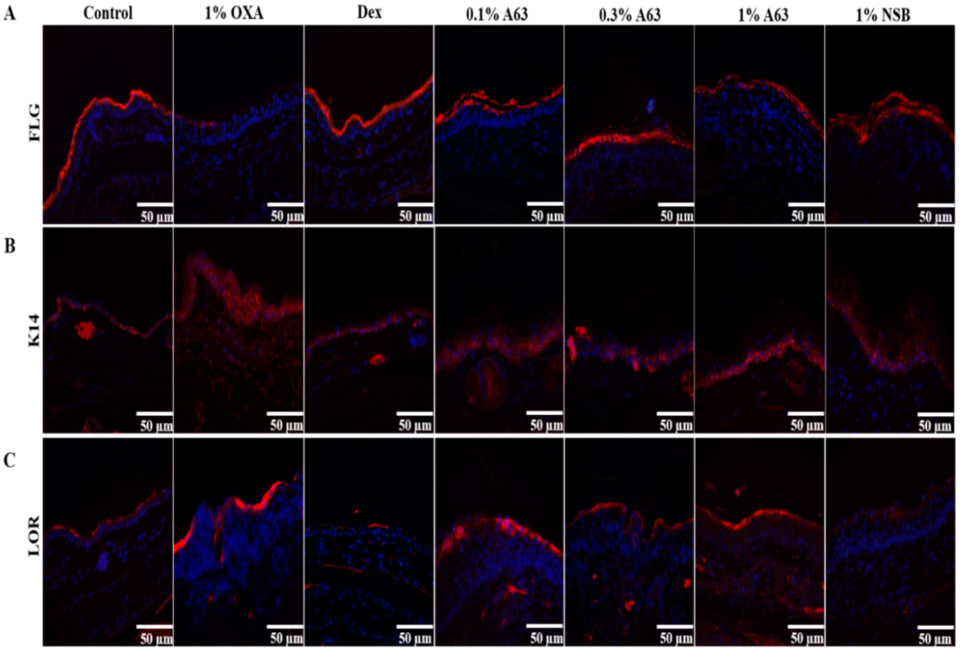 Extract from Black Soybean Cultivar A63 Extract Ameliorates Extract from Black Soybean Cultivar A63 Extract Ameliorates