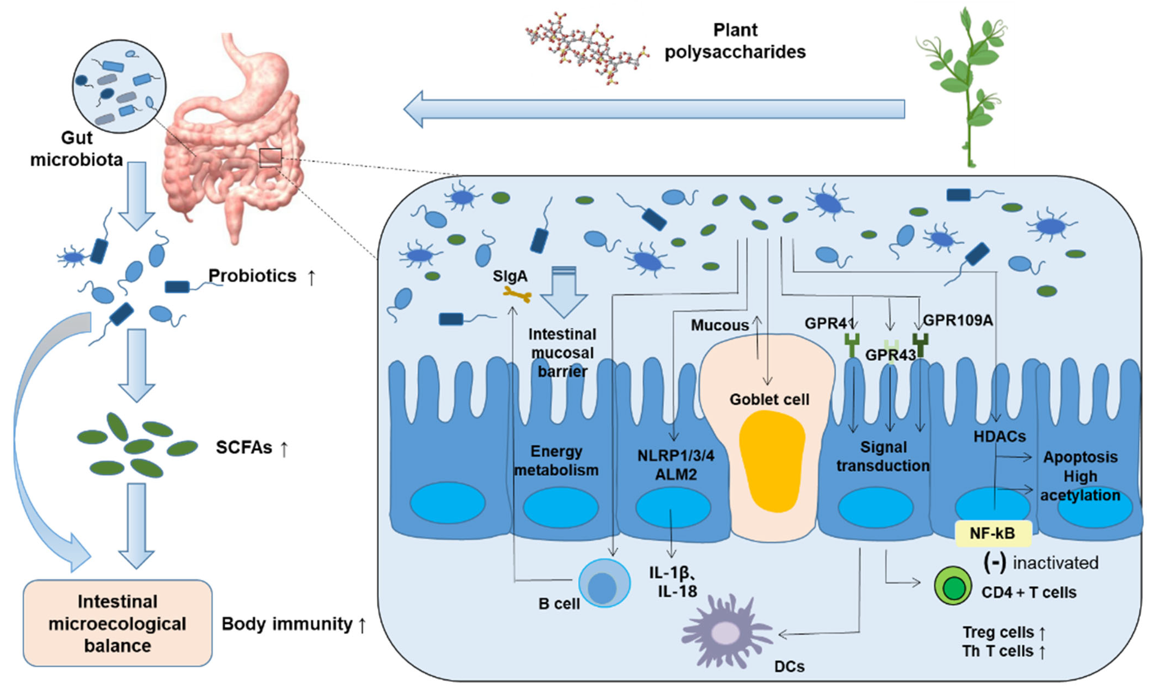 Especialista en microbiota intestinal barcelona