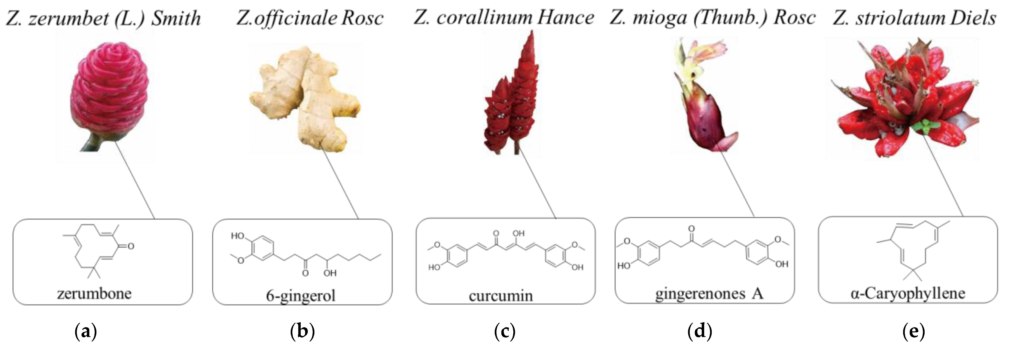 速くおよび自由な A Zingiber: Genus the of Plants Review Their of その他