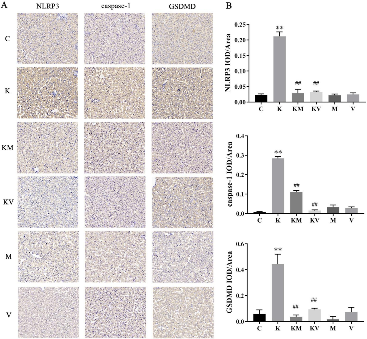 Molecules 27 02931 g004 Molecules 27 02931 g004