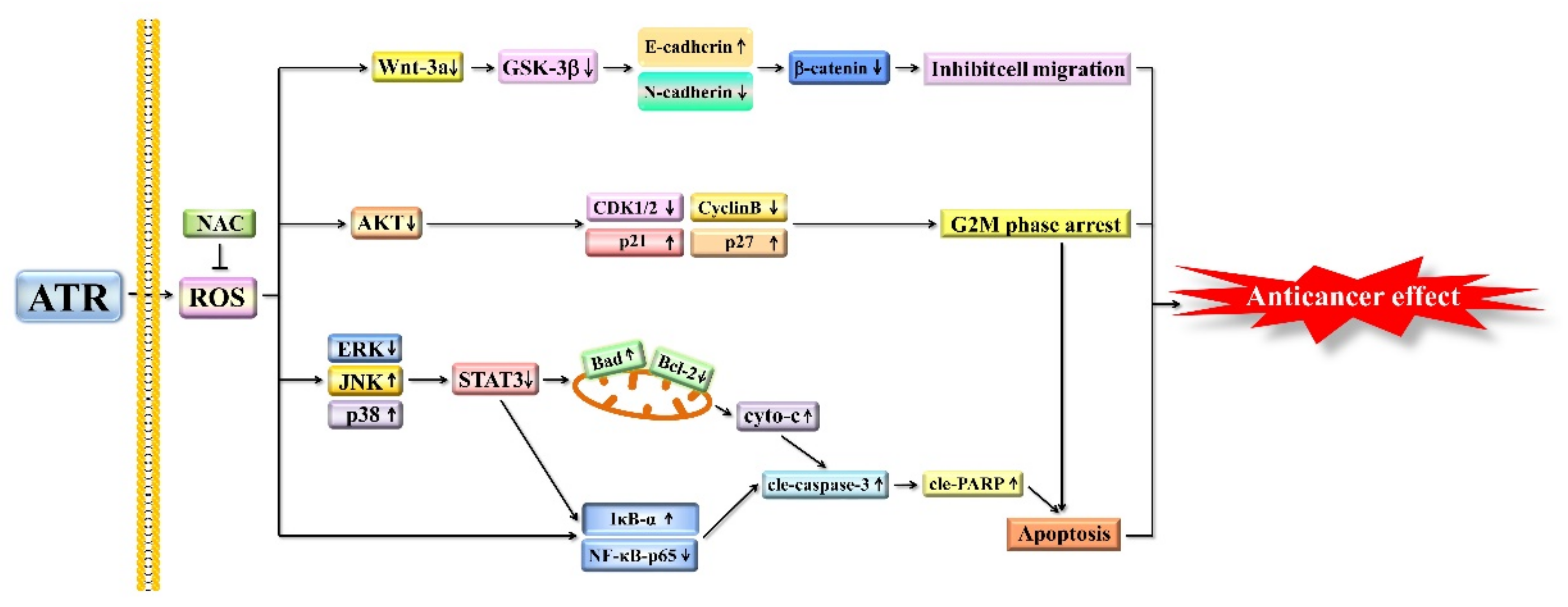 Molecules 27 02946 g007