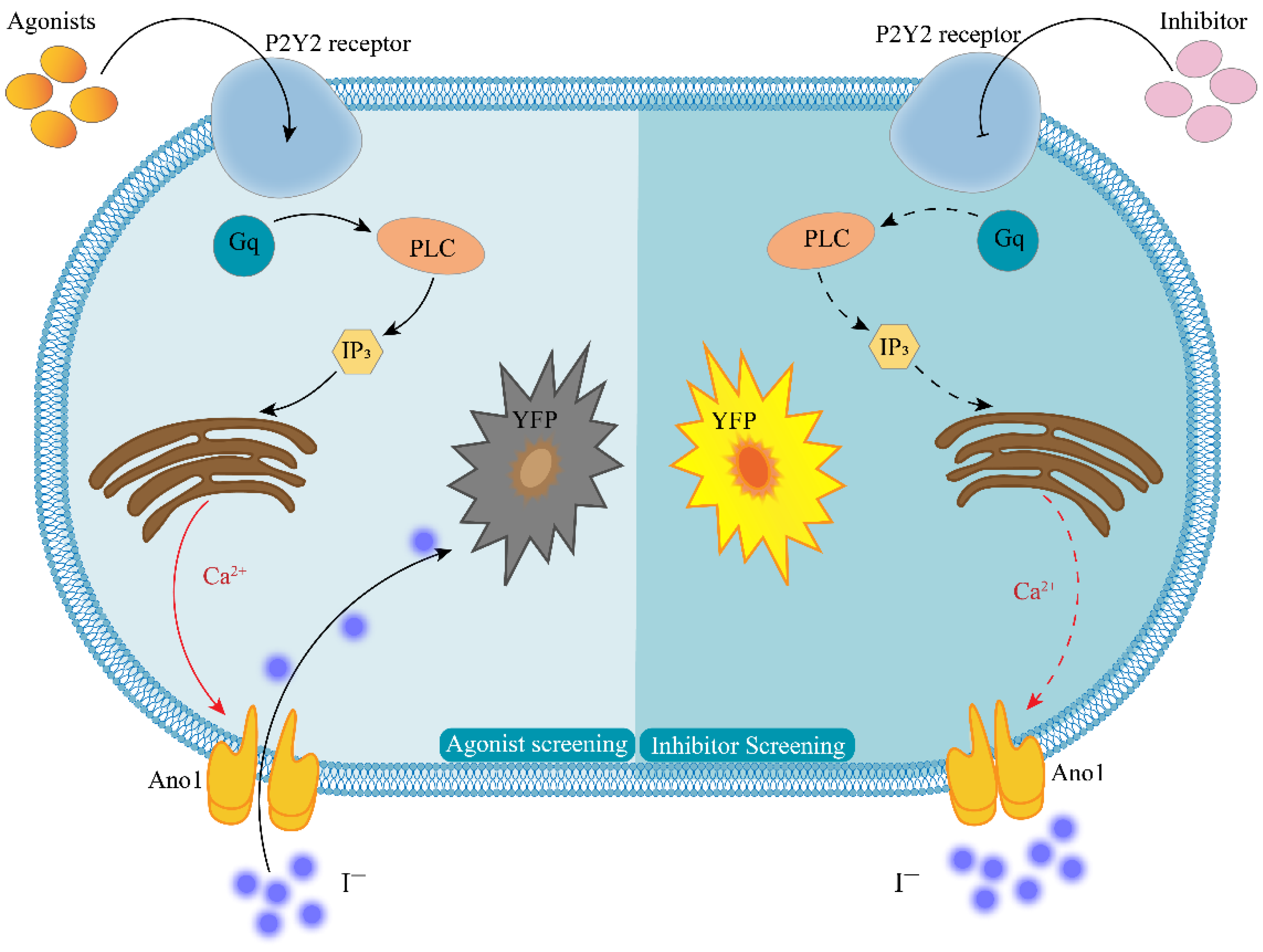 Molecules 27 03003 g001 550