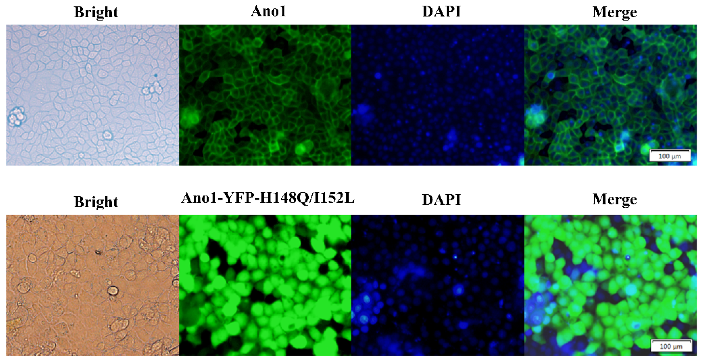 Molecules 27 03003 g002 550