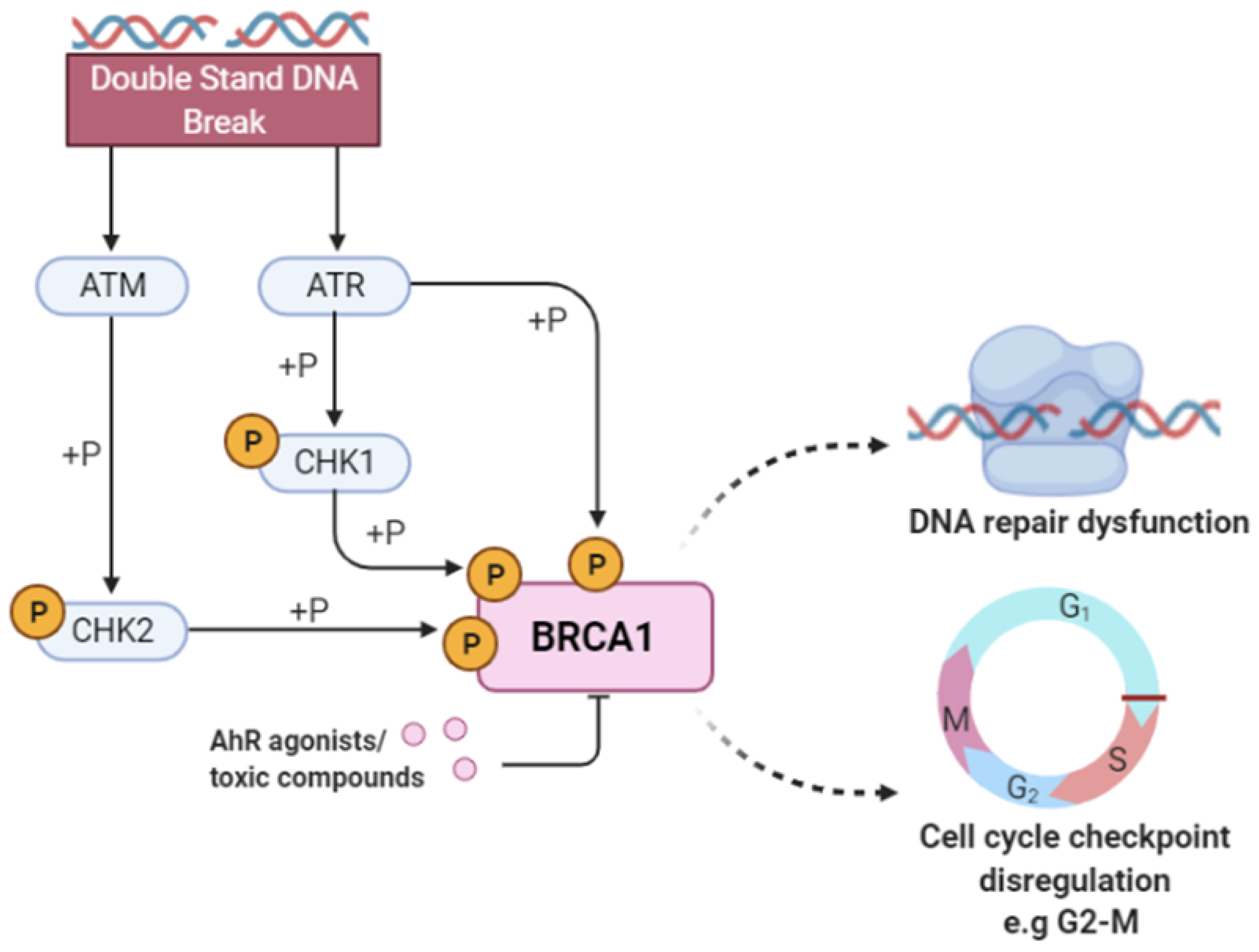 Molecules 27 03021 g004
