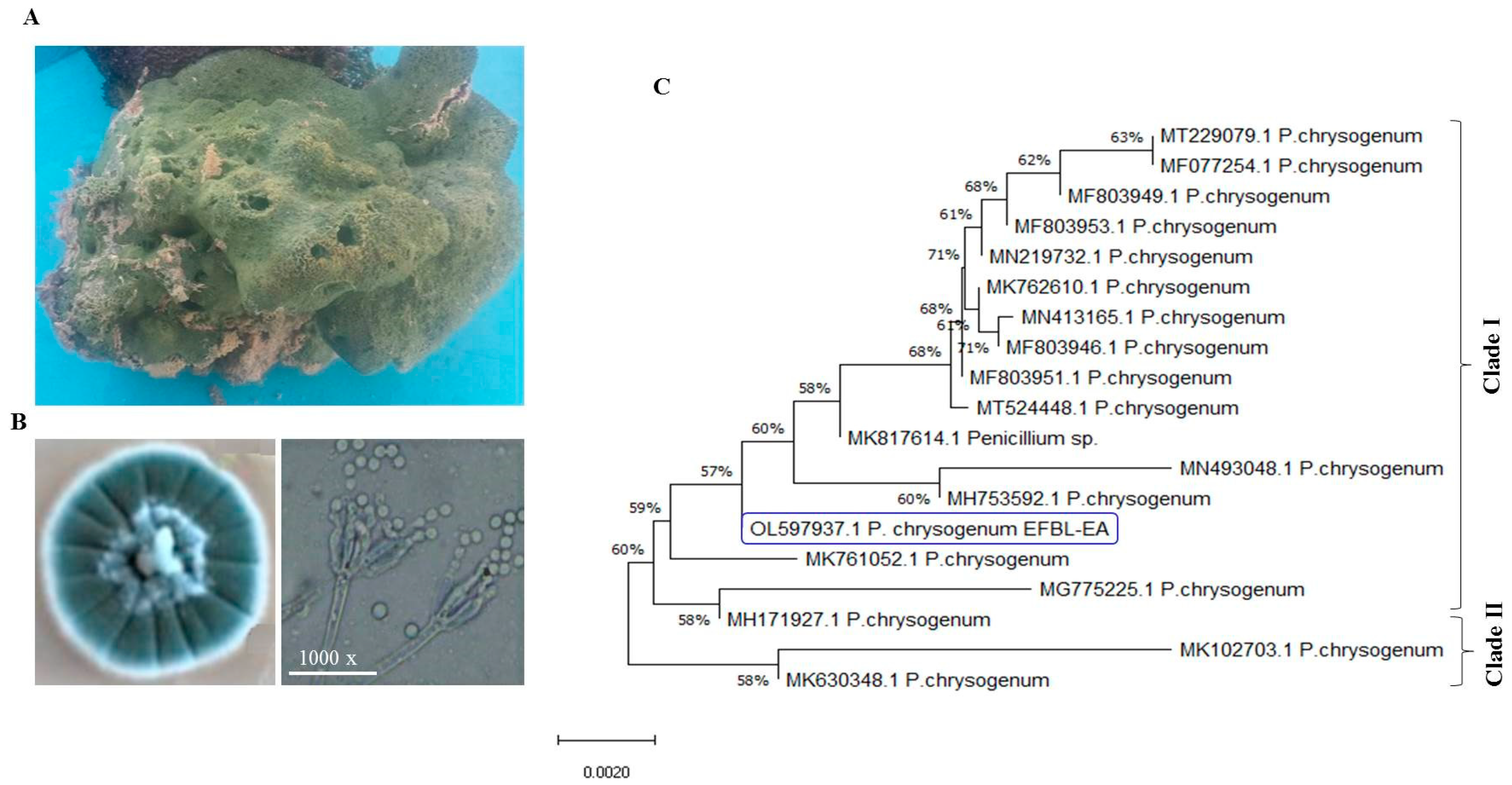 Molecules 27 03033 g002 550