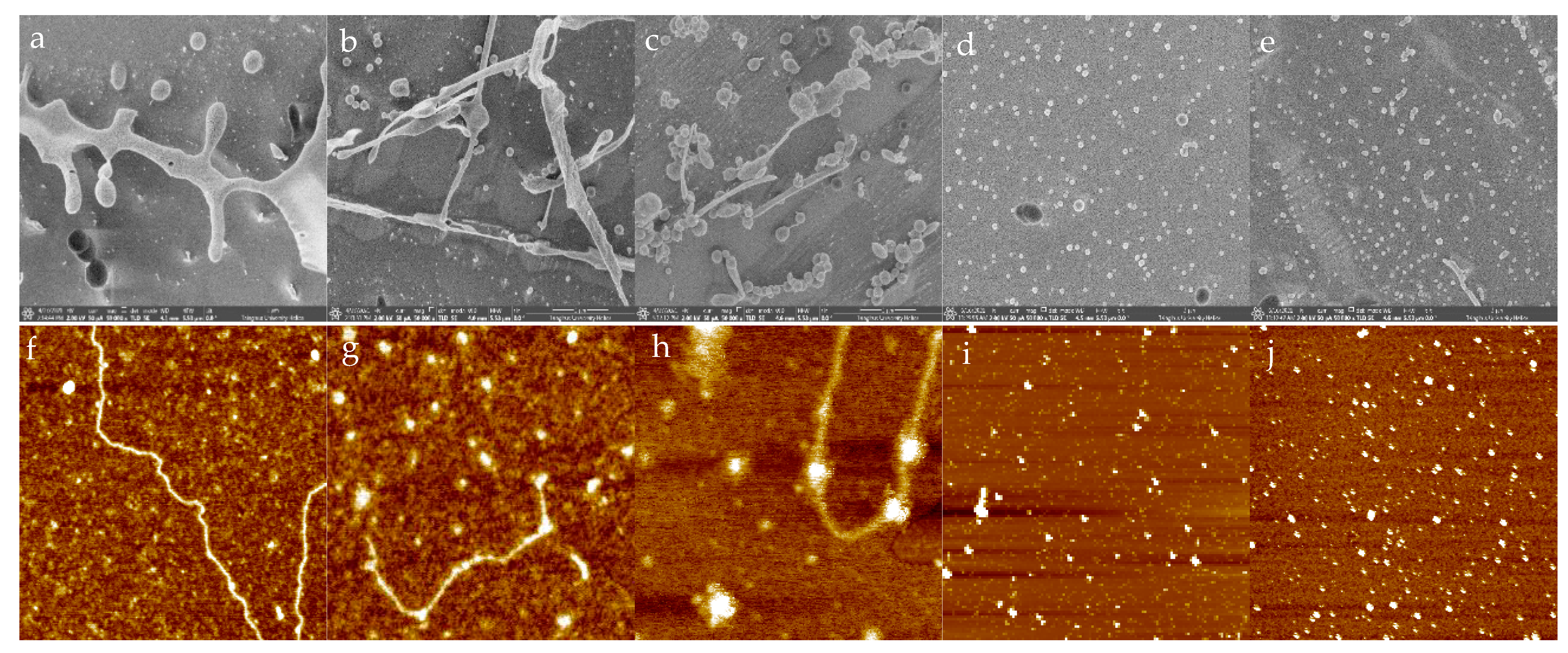 Molecules 27 03037 g006