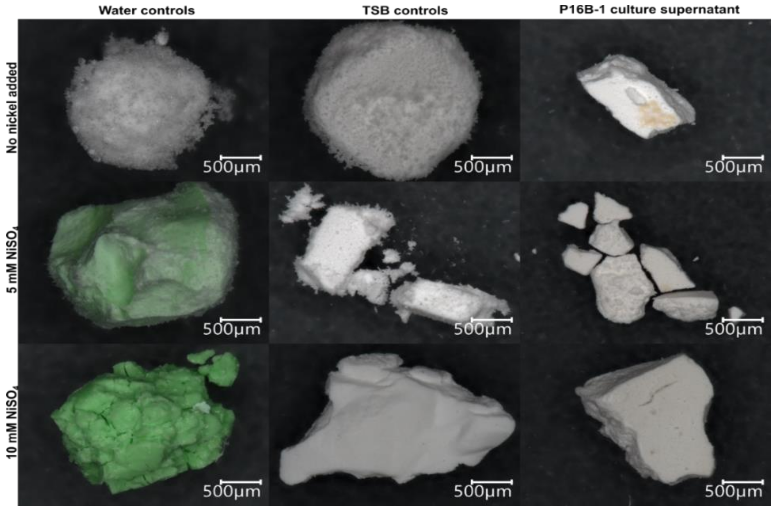 Molecules 27 03061 g005 550