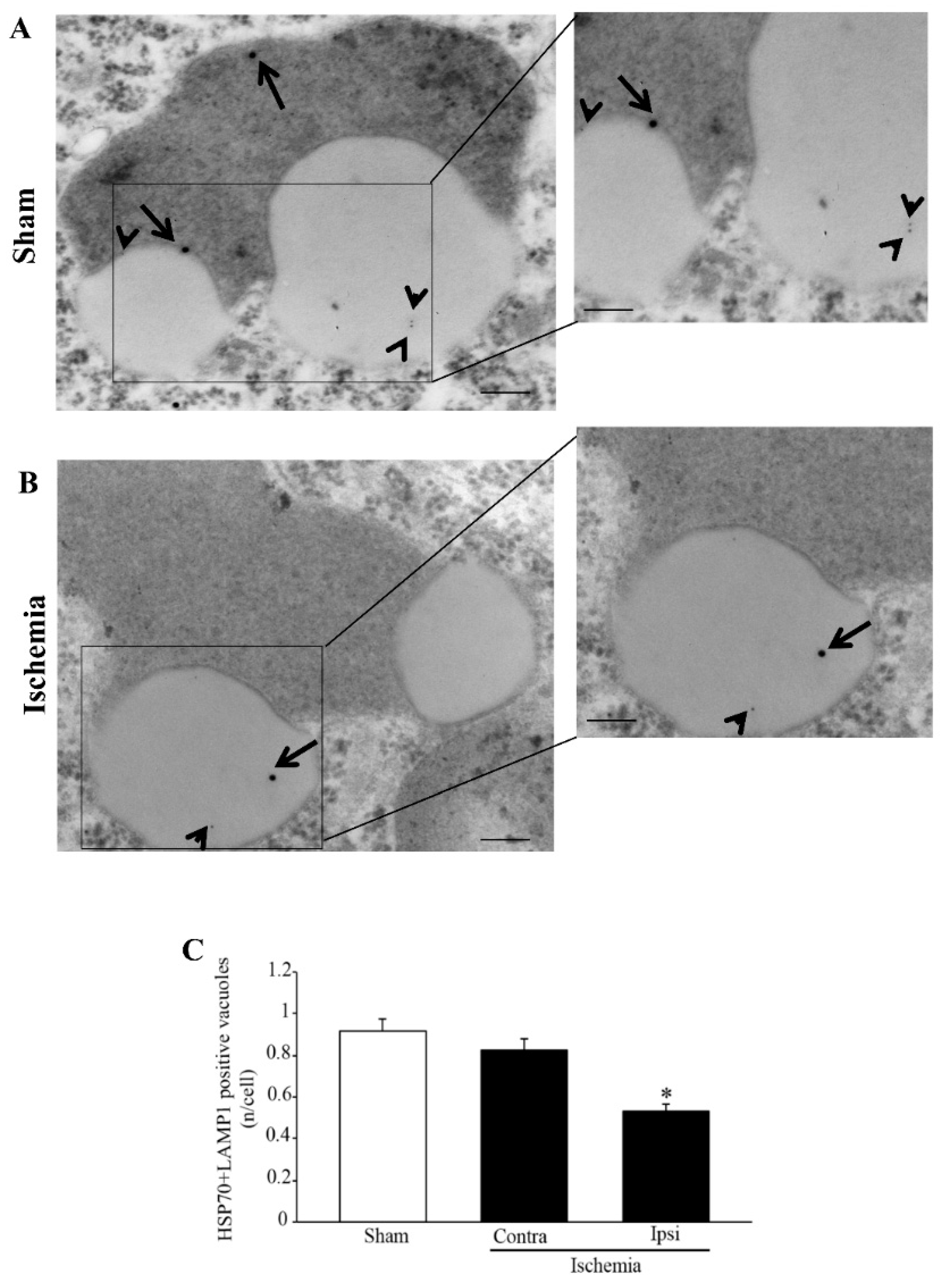 Molecules 27 03122 g014