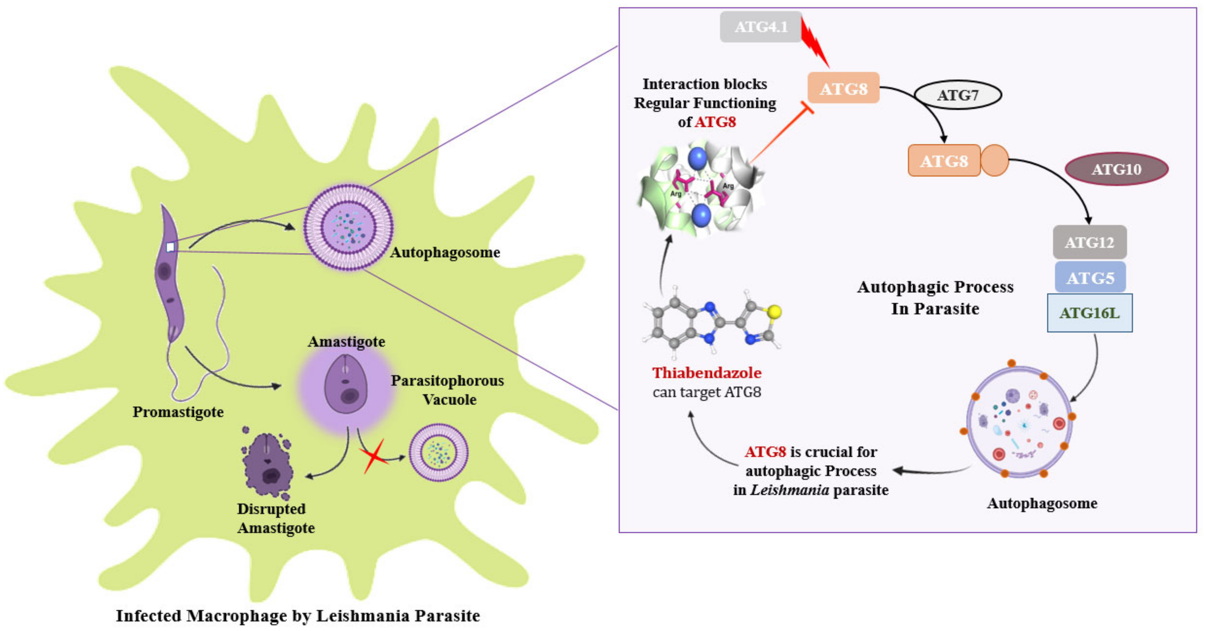 Molecules 27 03142 g010 Molecules 27 03142 g010