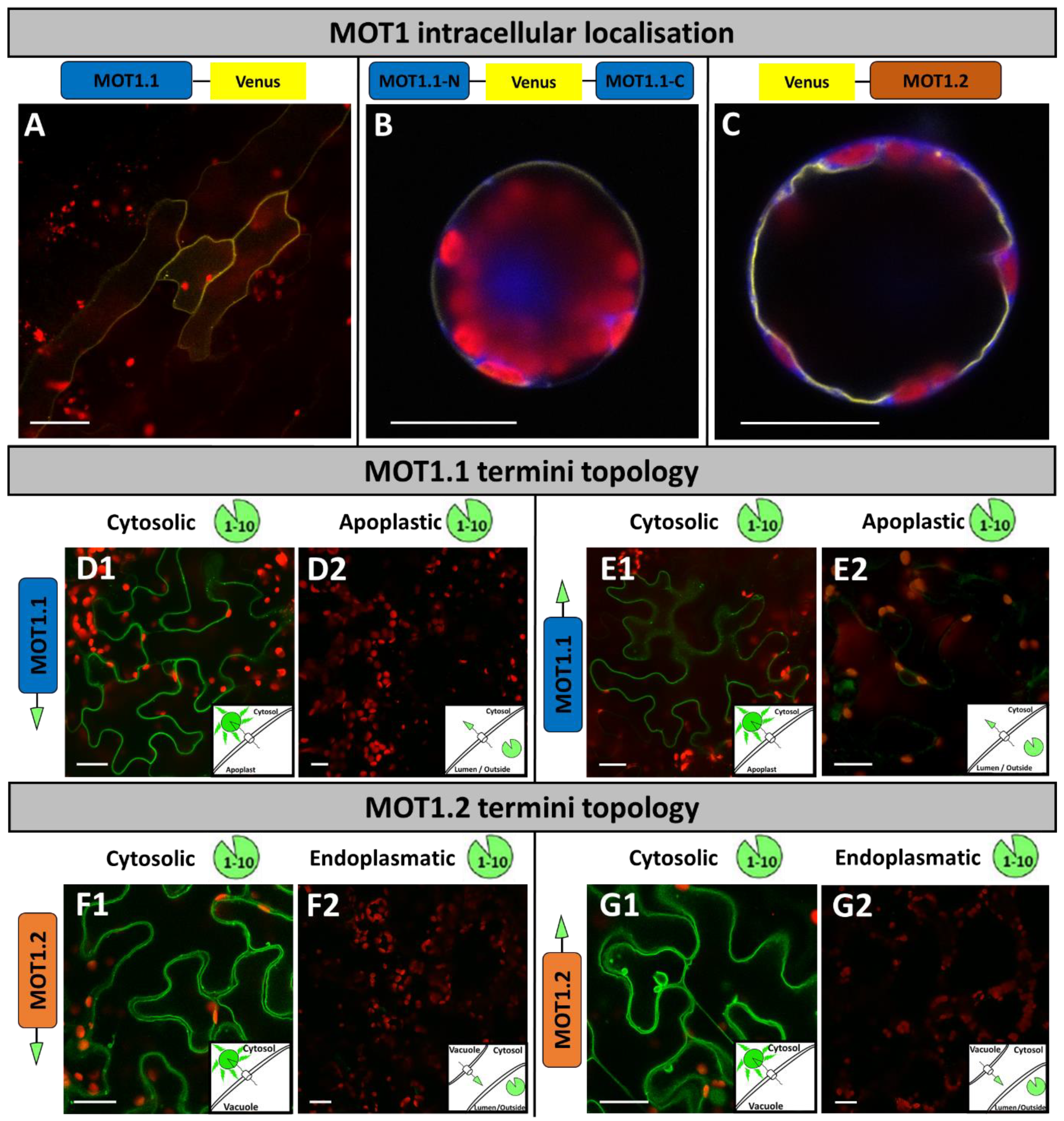 Molecules 27 03158 g001 550