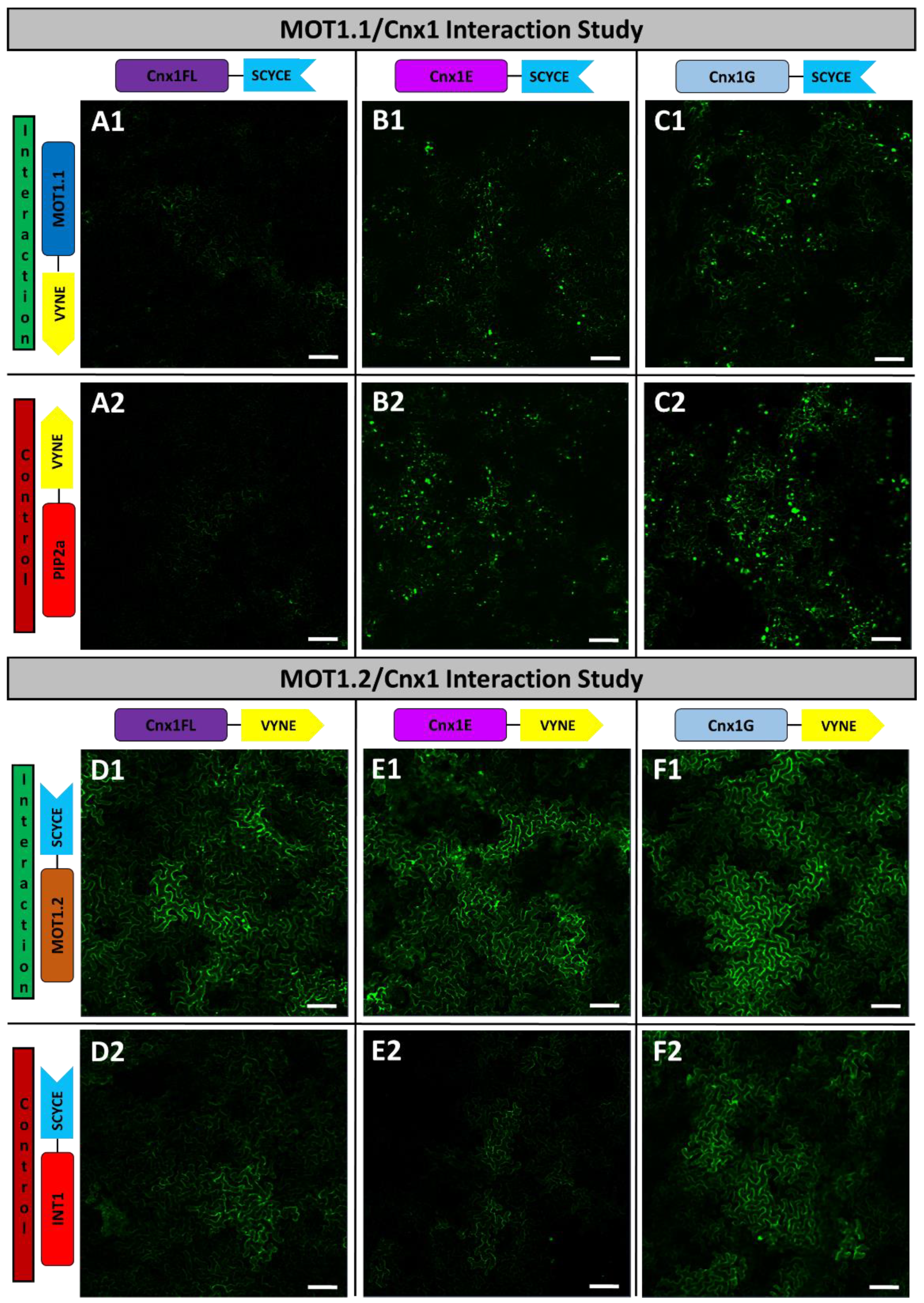 Molecules 27 03158 g004 550