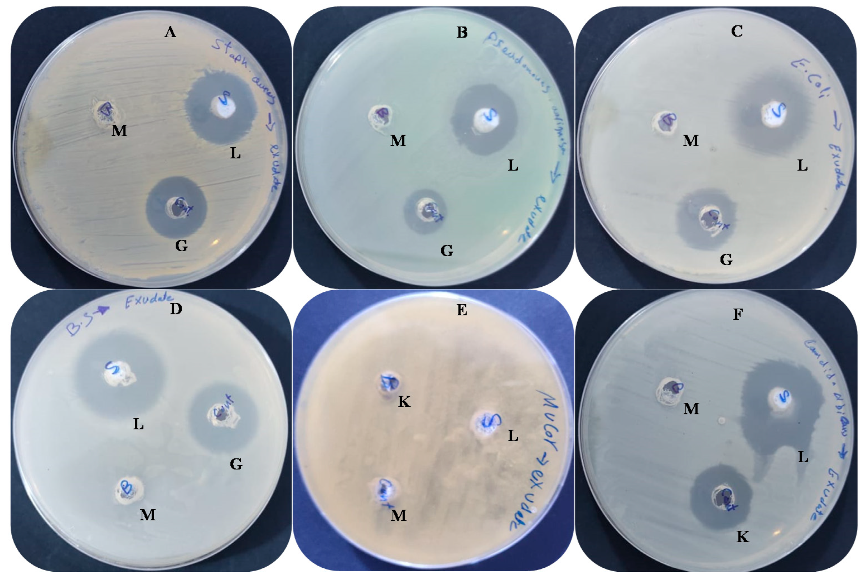 Molecules 27 03165 g003