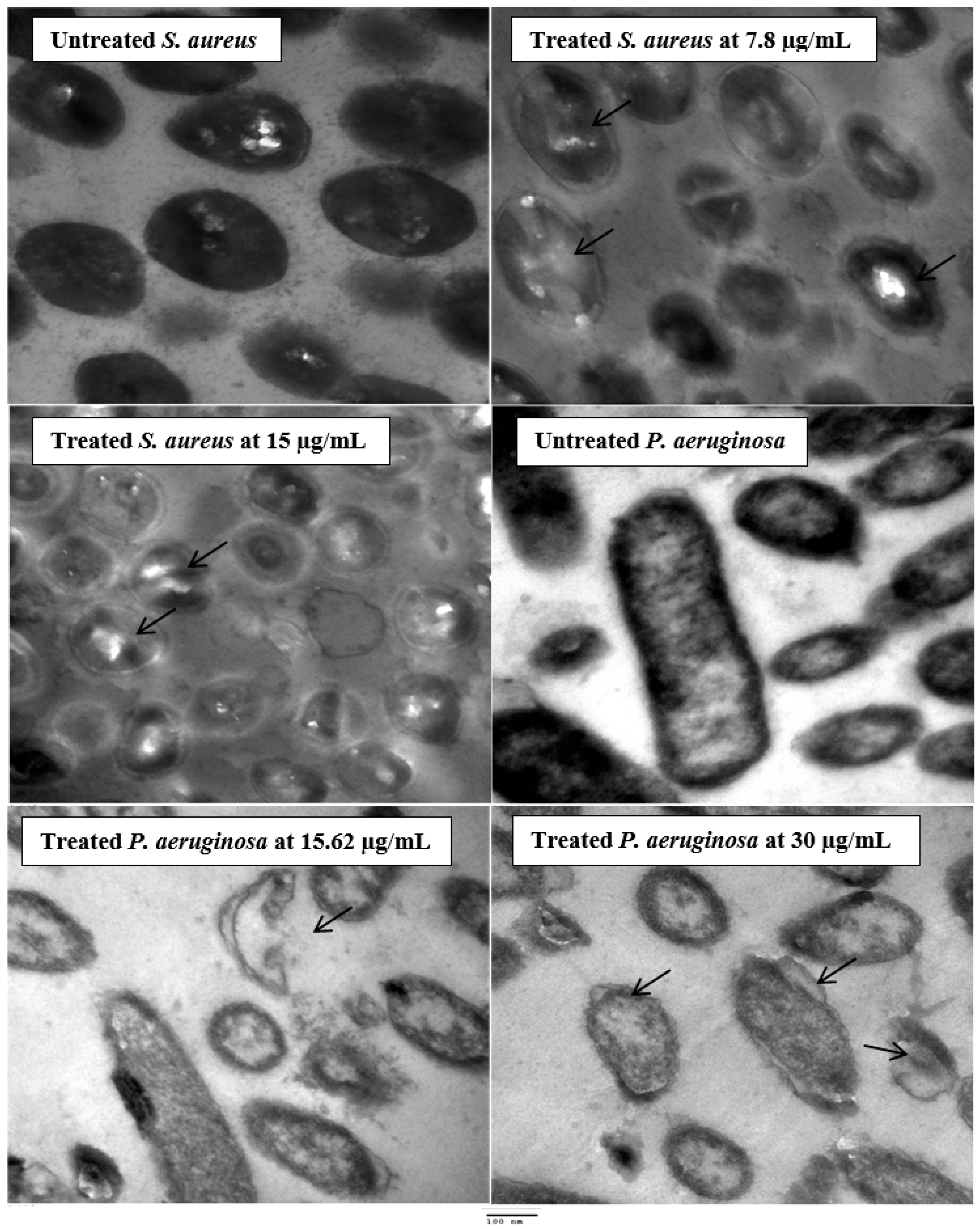 Molecules 27 03165 g004