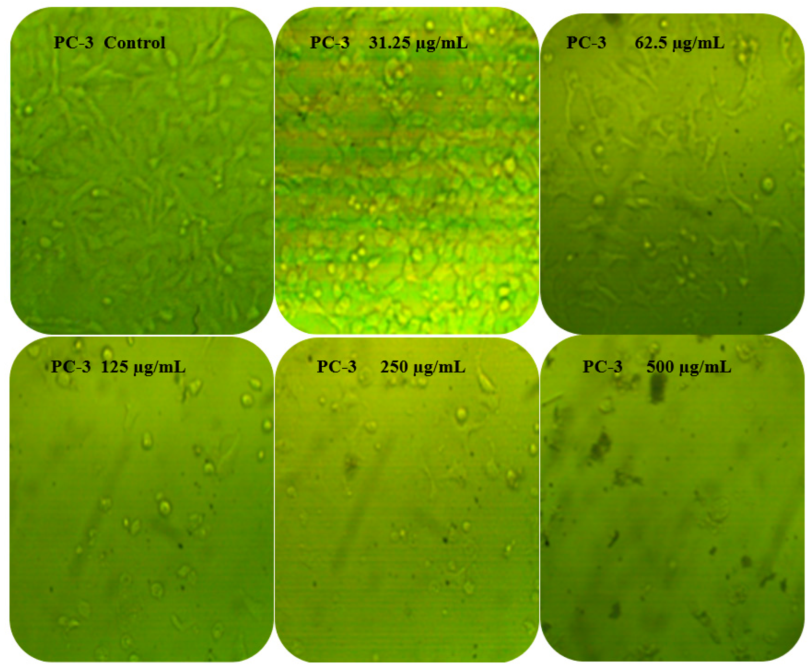 Molecules 27 03165 g008a