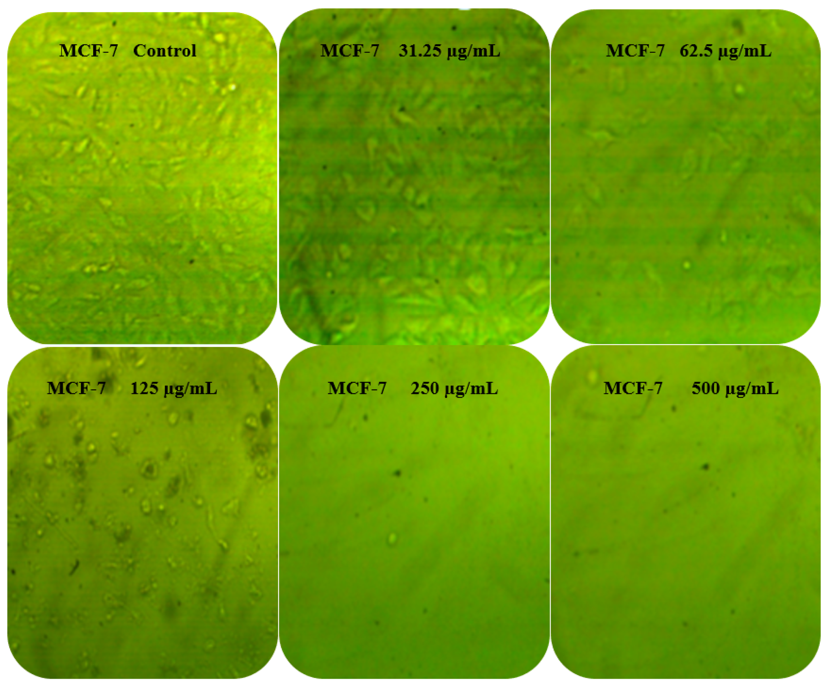 Molecules 27 03165 g008b