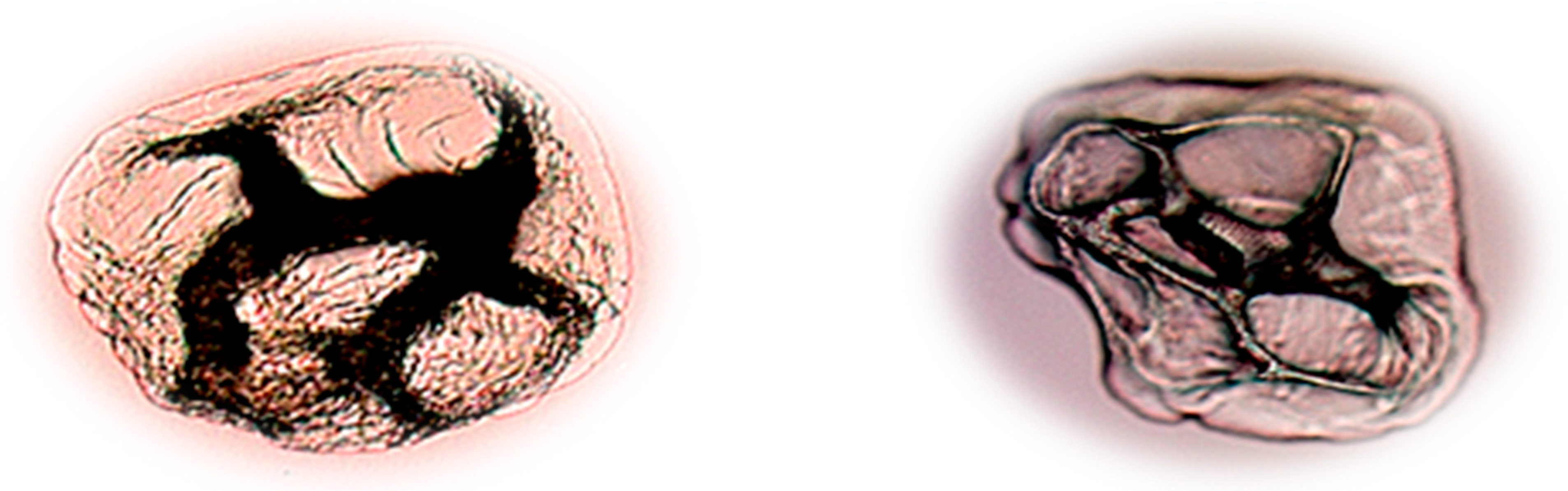 Molecules 27 03219 g002 550