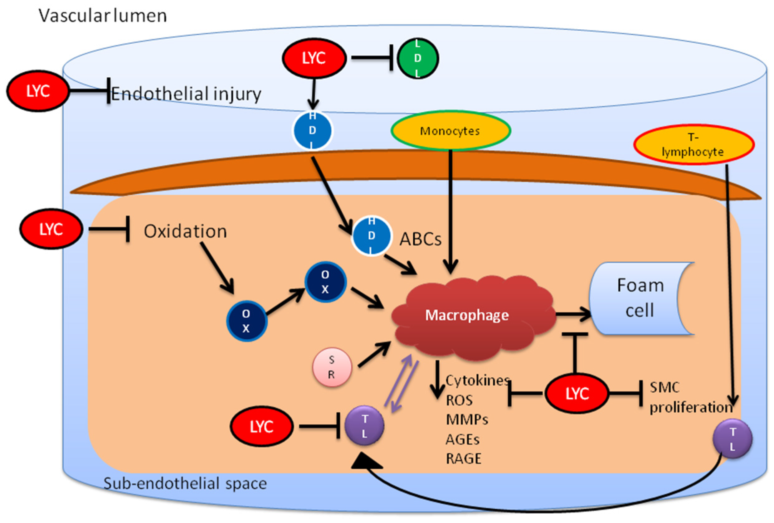lycopene powder supplier lycopene powder supplier