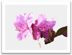 Molecules 27 03301 i015 Molecules 27 03301 i015