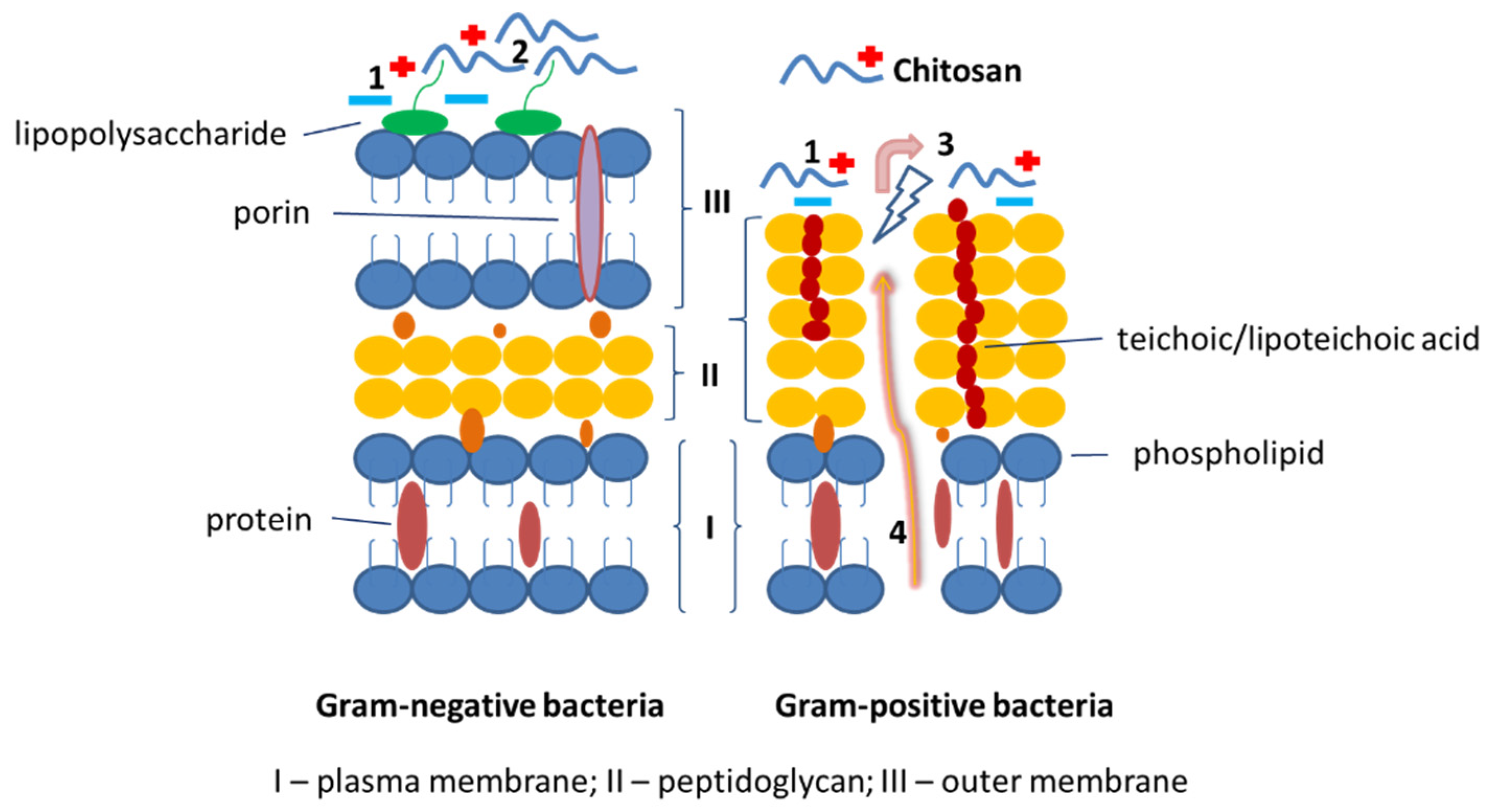 Molecules 27 03343 g008 550