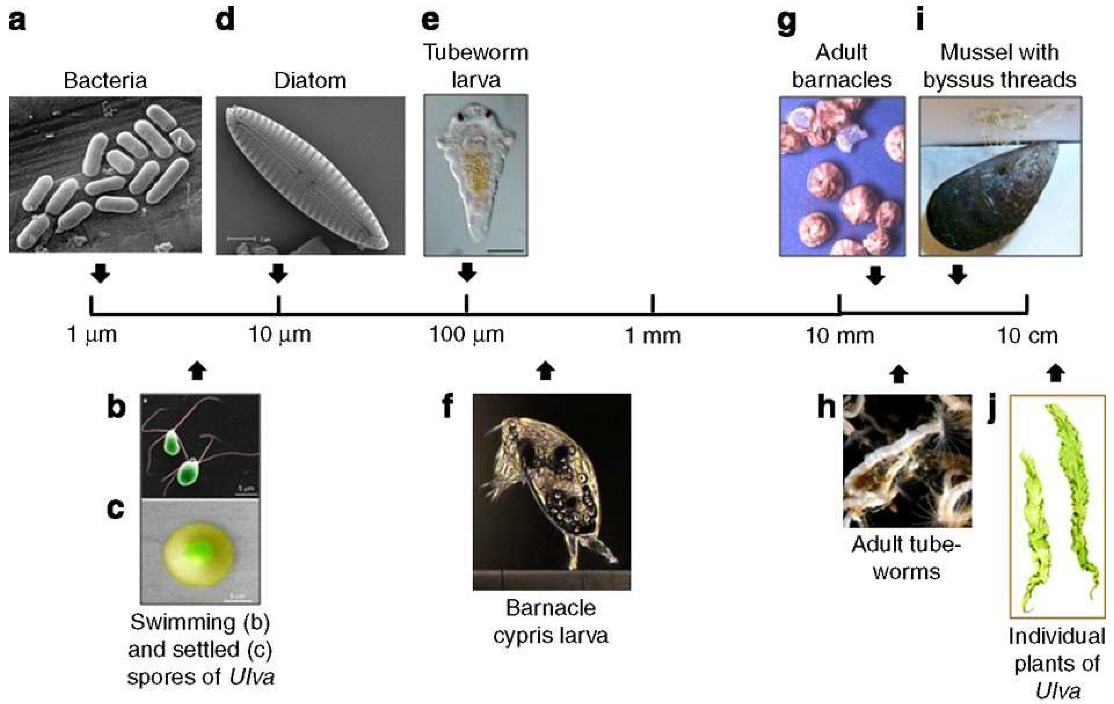 Molecules 27 03408 g002 Molecules 27 03408 g002