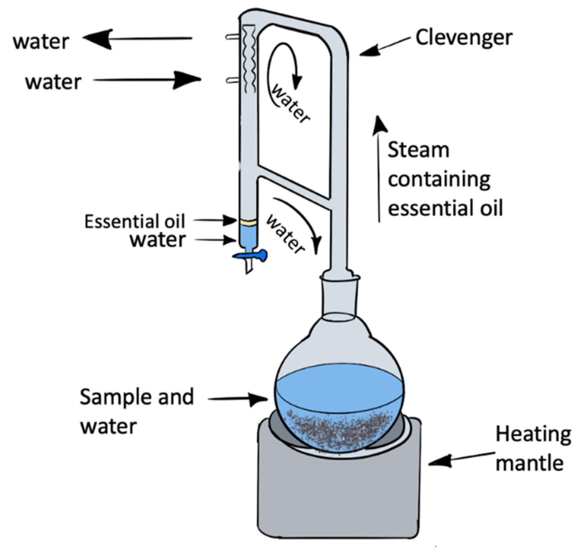 Clevenger Apparatus Essential Oil Extraction