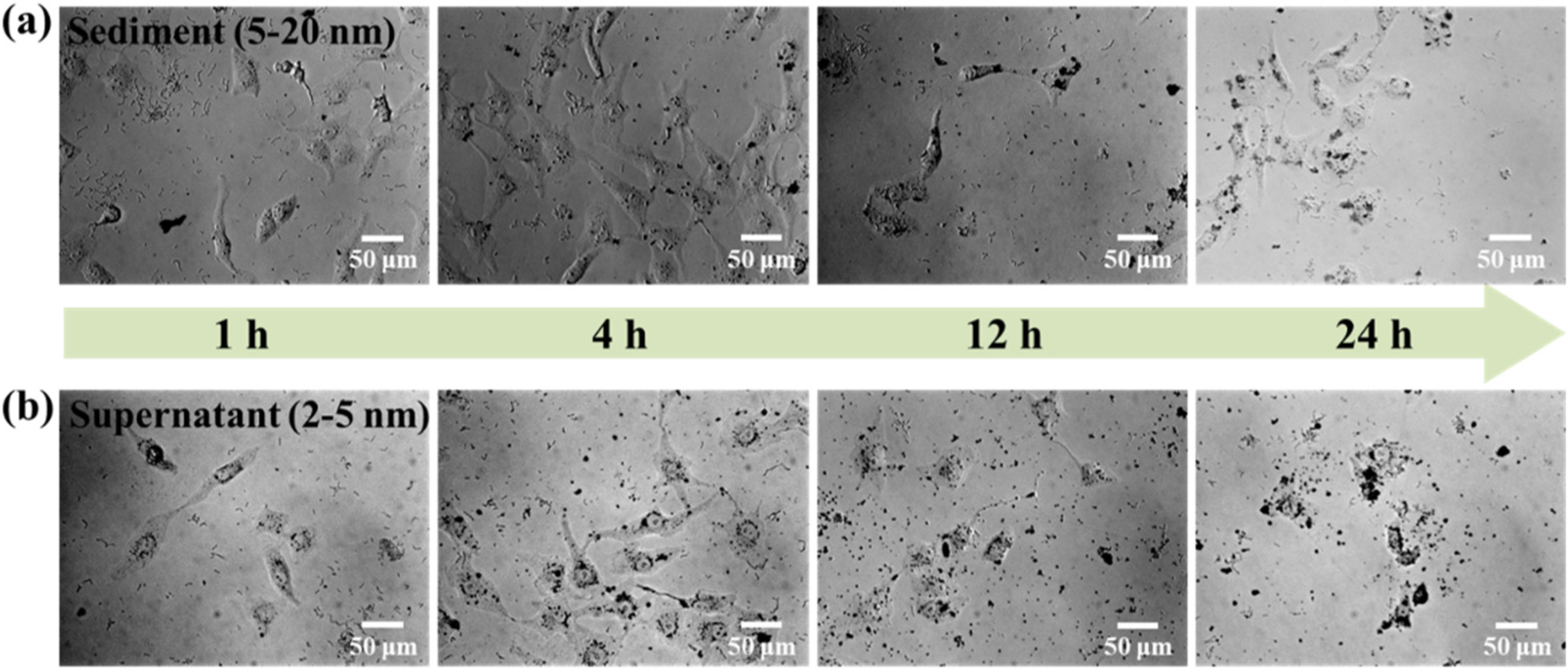 Molecules 27 03455 g010 Molecules 27 03455 g010