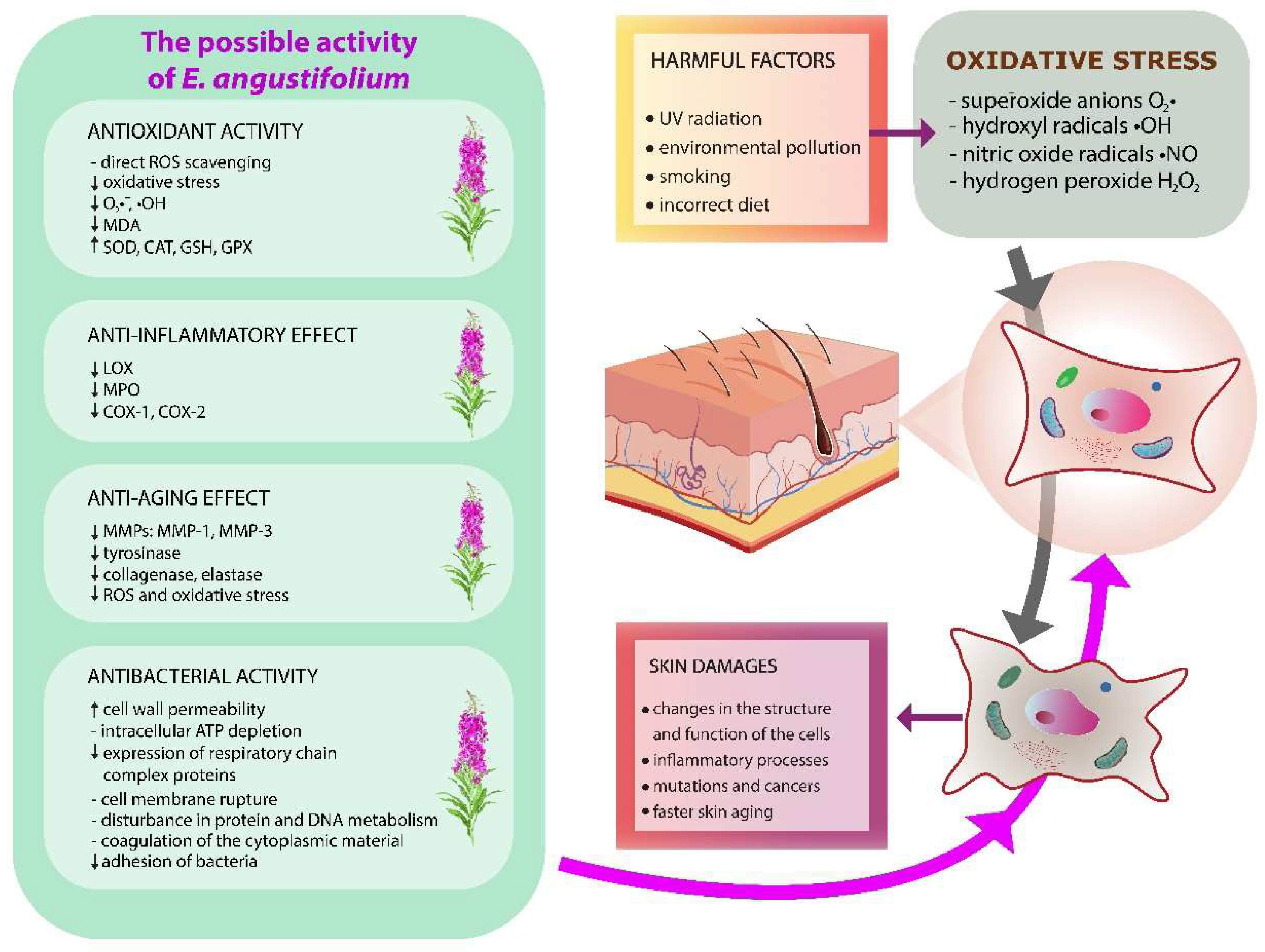 Molecules 27 03536 g003