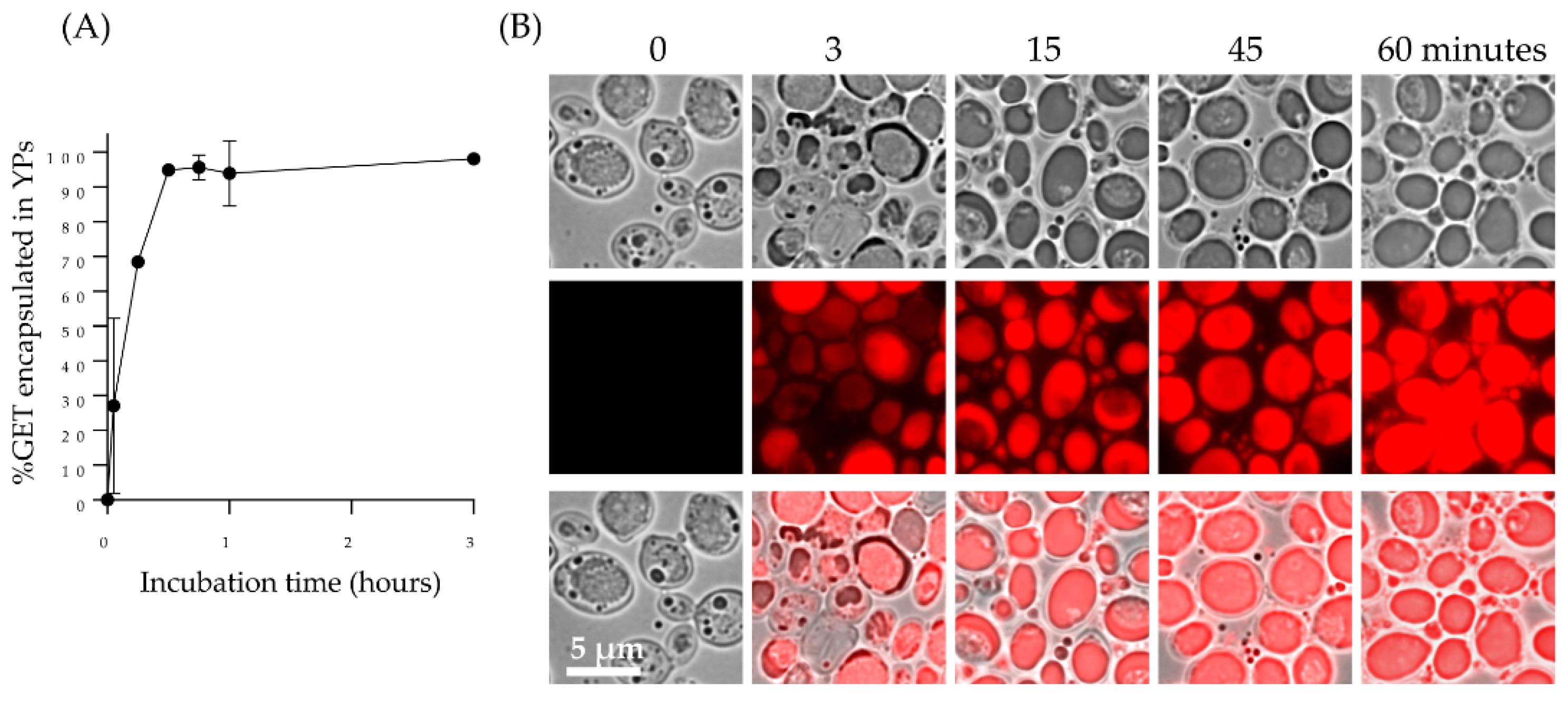 Molecules 27 03580 g002