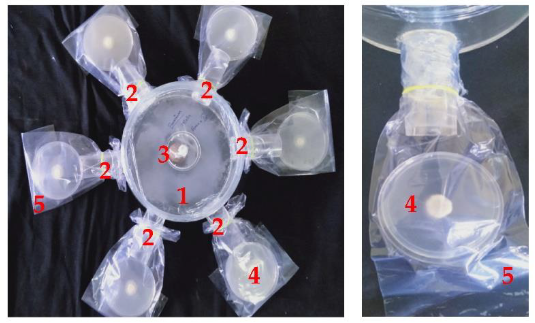Molecules 27 03631 g003 550