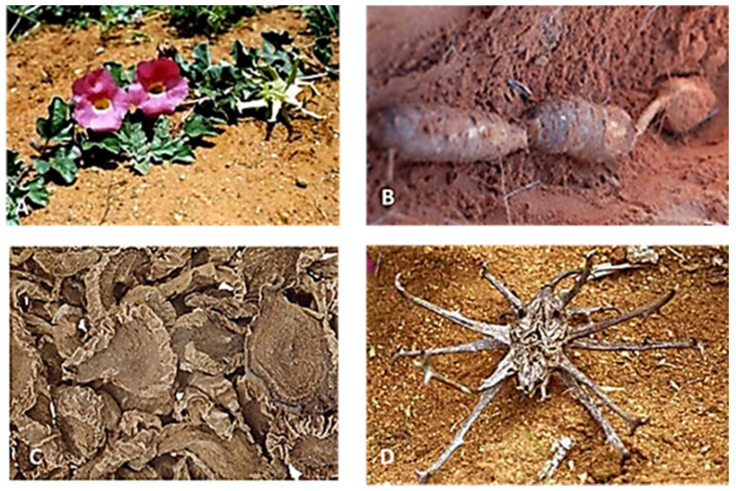 Molecules 27 03637 g002 550