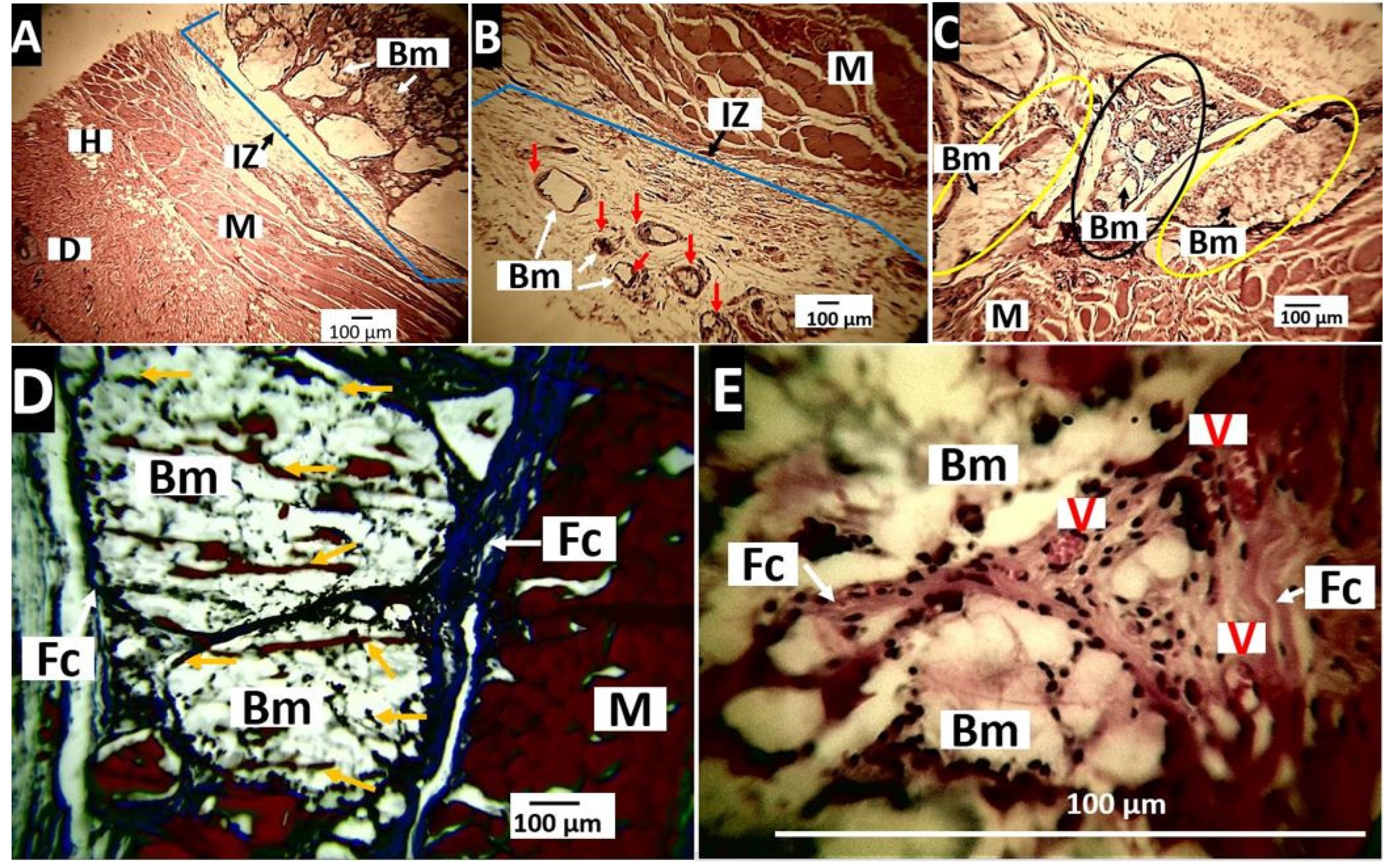 Molecules 27 03640 g014 Molecules 27 03640 g014