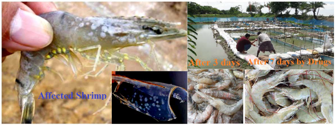 Molecules 27 03694 g007 Molecules 27 03694 g007