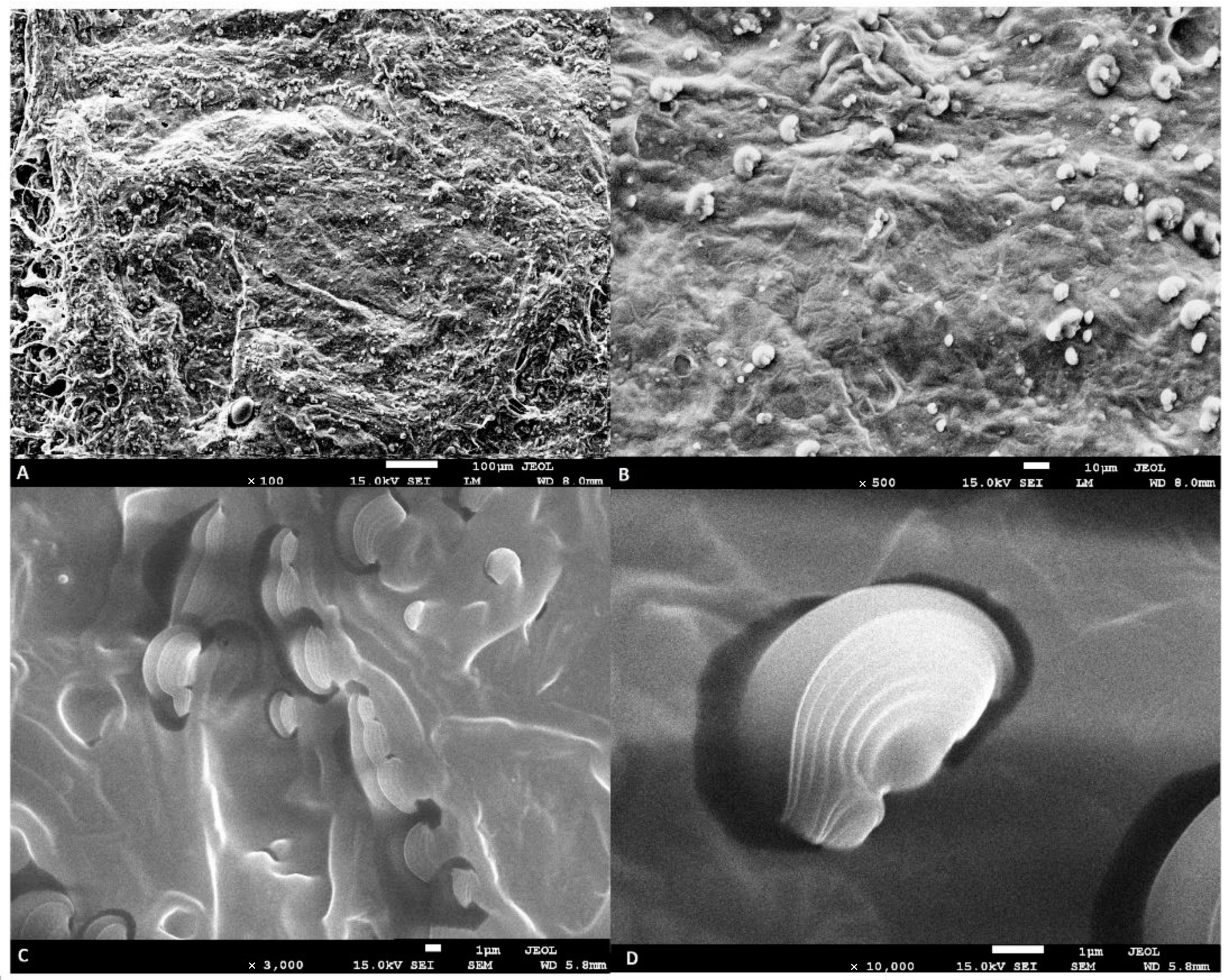 Molecules 27 03700 g001