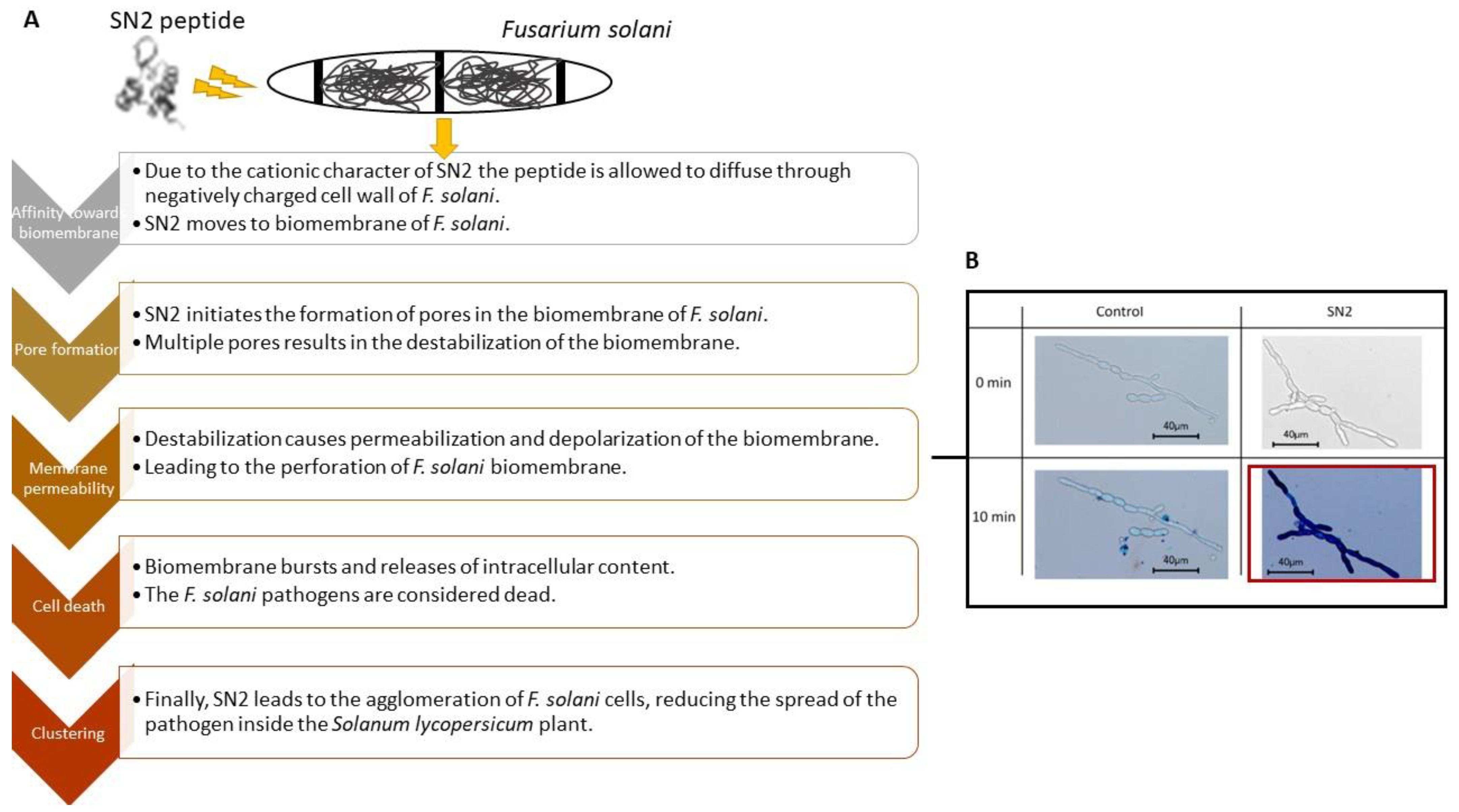 Molecules 27 03703 g002