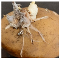 Molecules 27 03708 i006