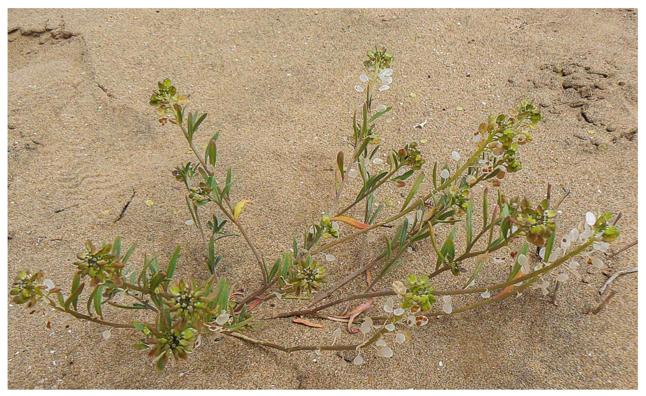 Molecules 27 03744 g001