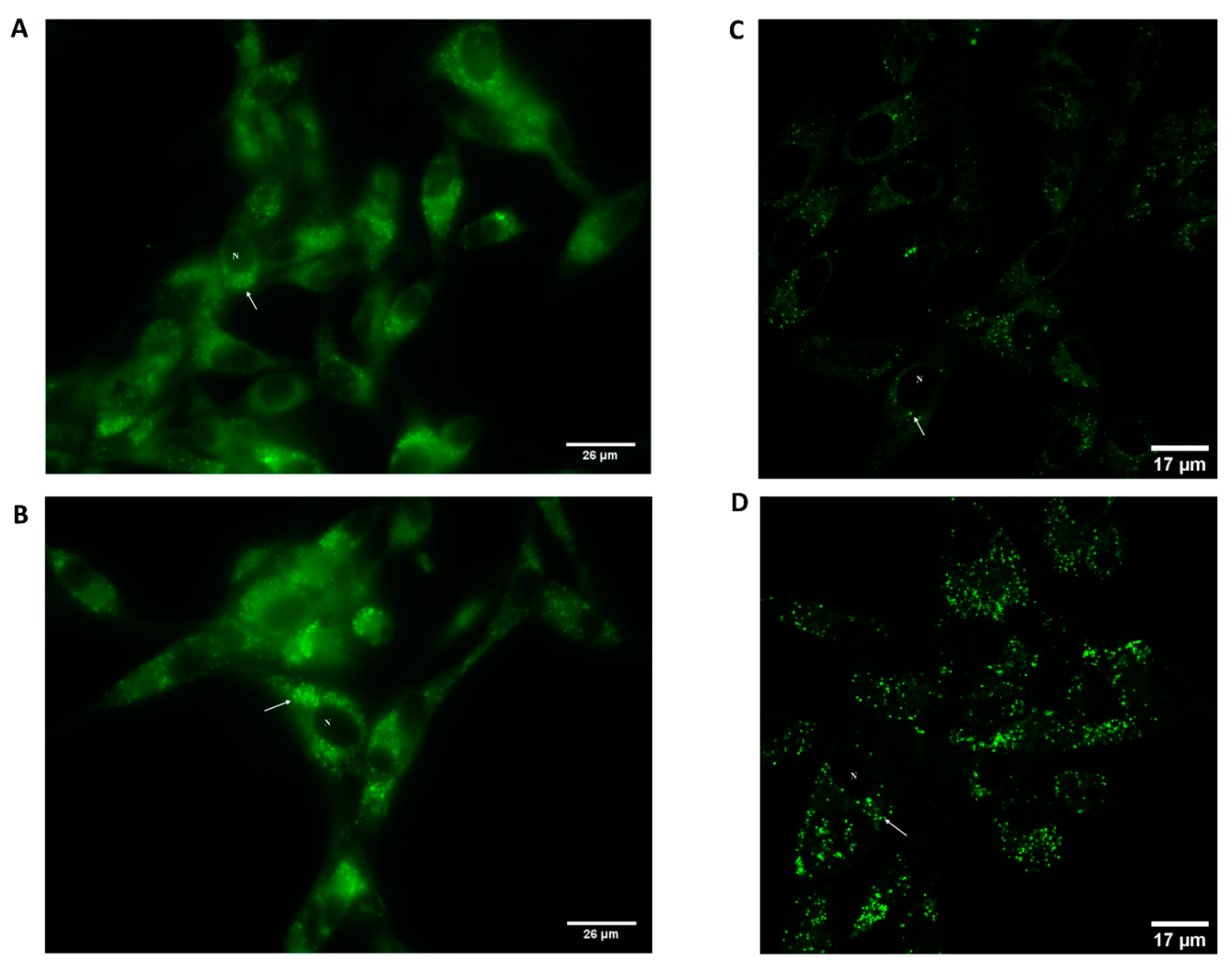 Molecules 27 03813 g005 Molecules 27 03813 g005