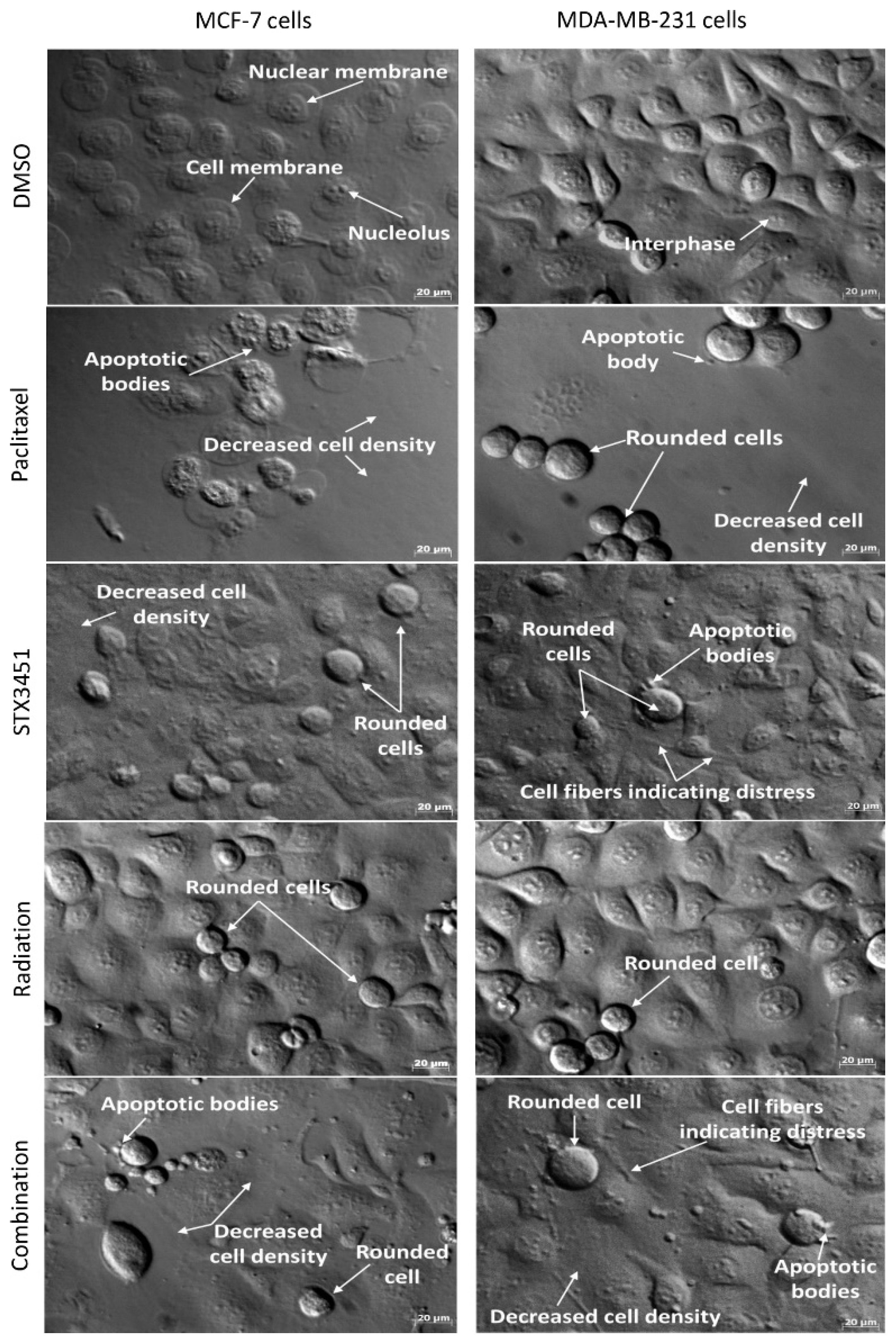 Molecules 27 03819 g006 Molecules 27 03819 g006