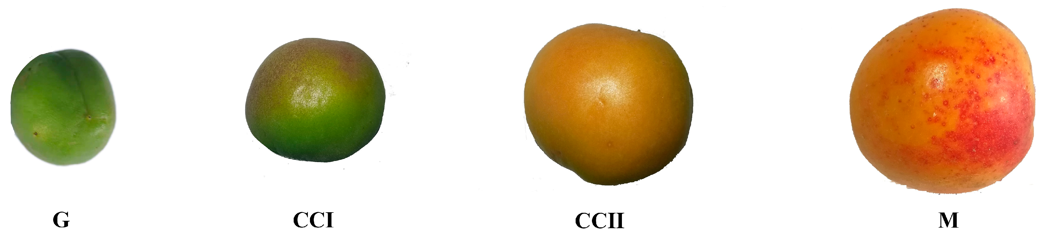 Molecules 27 03870 g005